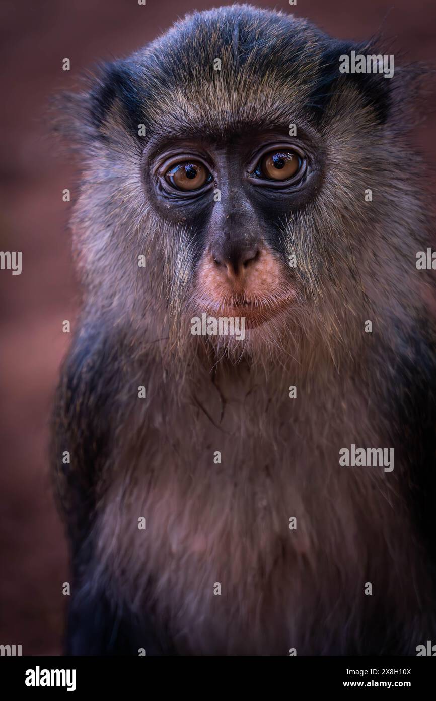 The photo of a large Campbell's monkey looking into camera in the jungle of Ivory Coast, West Africa. Stock Photo