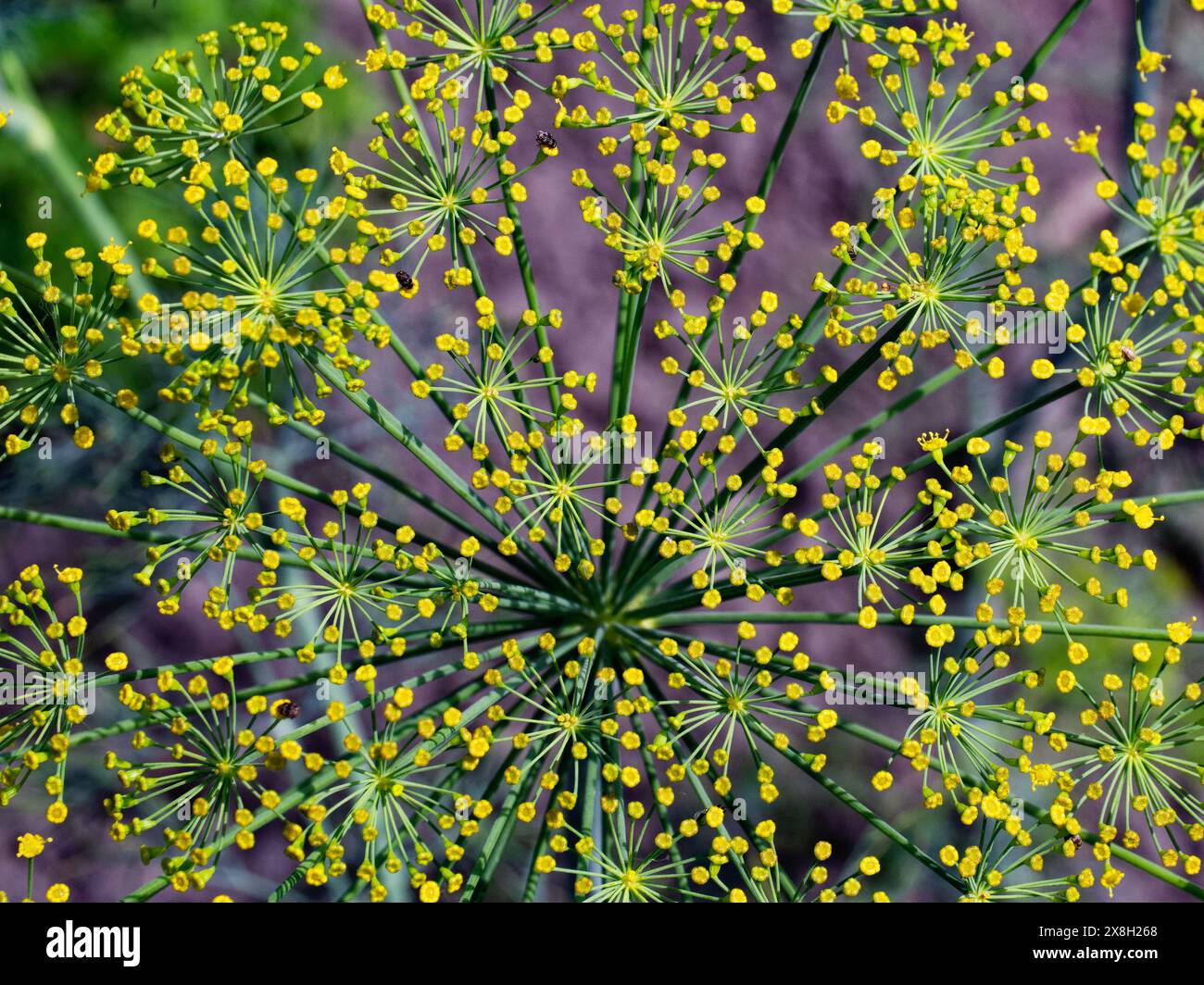 Slender leafy stems hi-res stock photography and images - Alamy