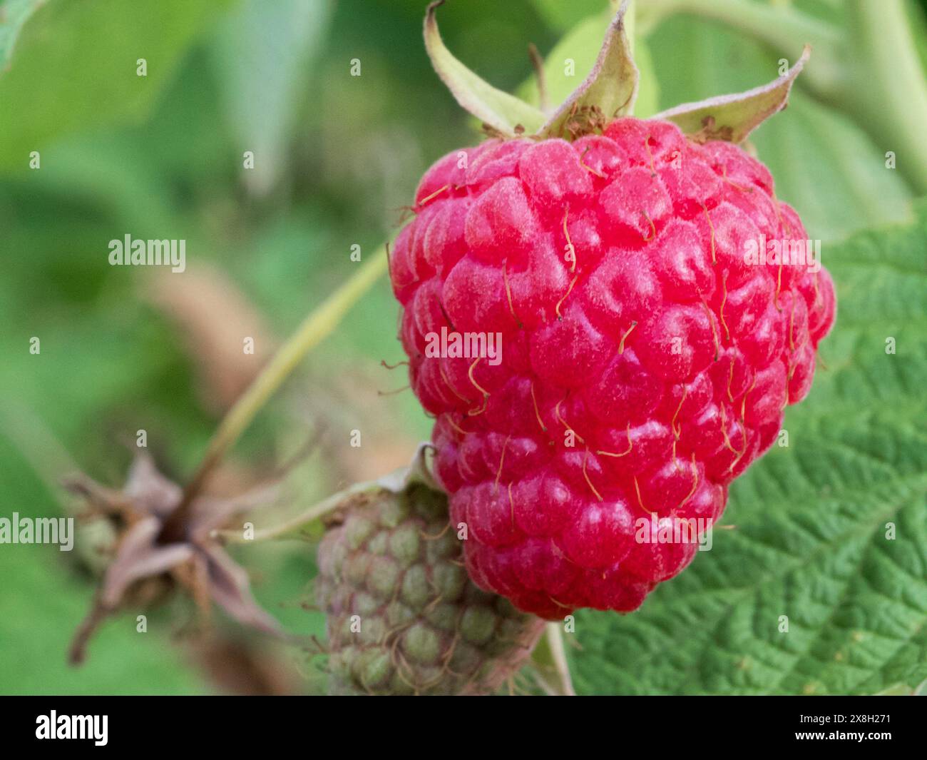 Ripe red and unripe green raspberries set against lush leaves; perfect ...