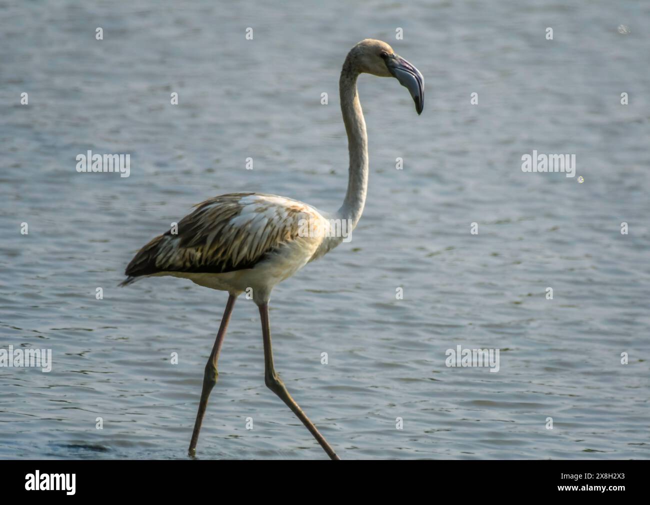 Thane district also known as flamingo city in Maharashtra India Stock Photo