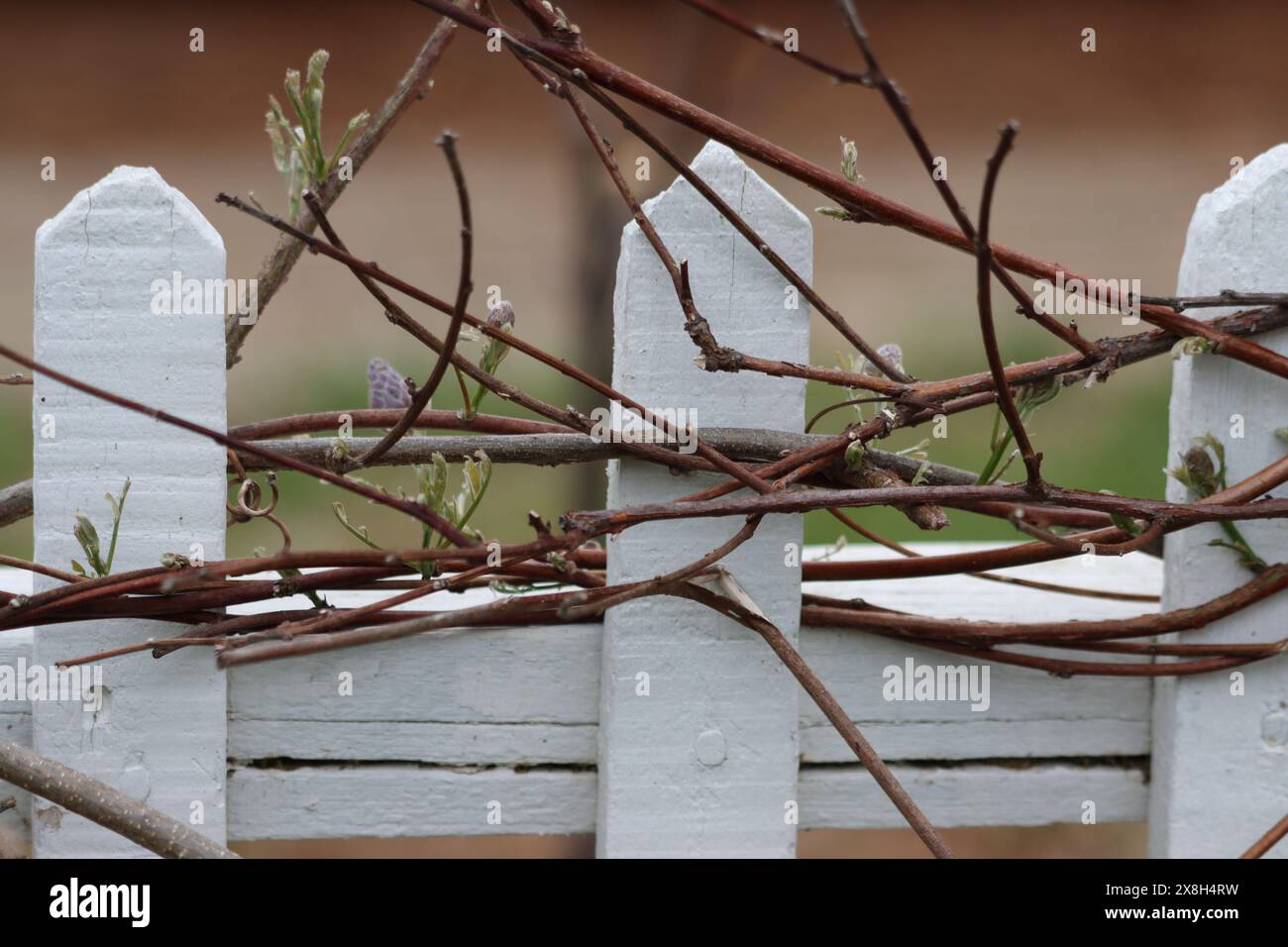 Vines on picket fence hi-res stock photography and images - Alamy