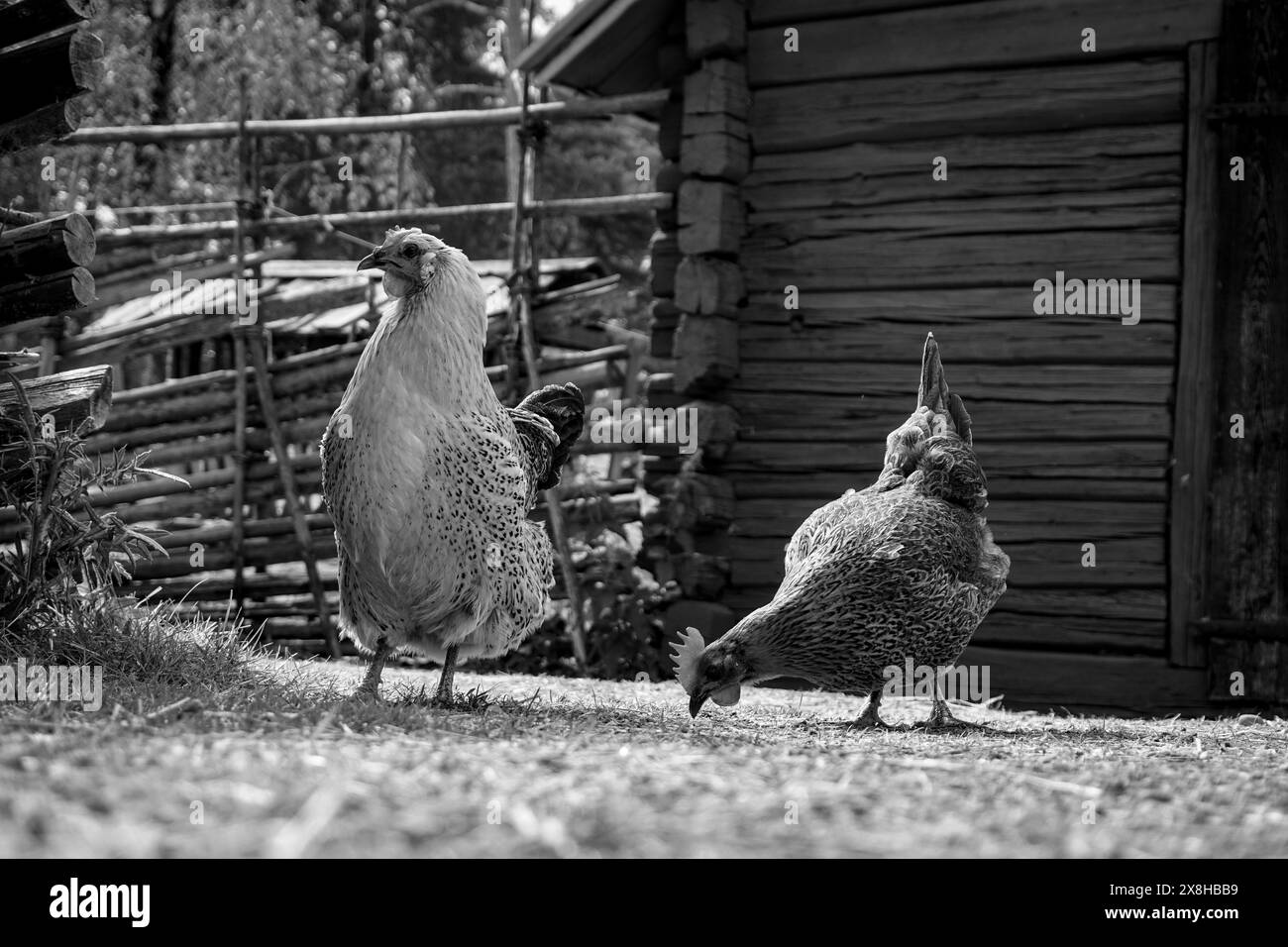 Close-up of chickens on field Stock Photo
