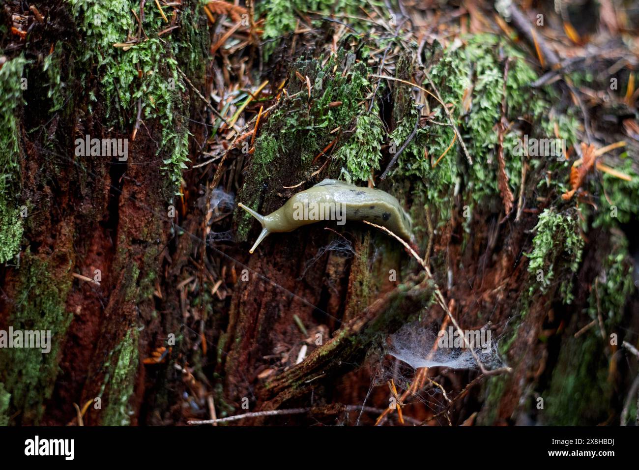 Tree Band Slugs Green slug crawling on a tree in a forest Stock Photo - Alamy
