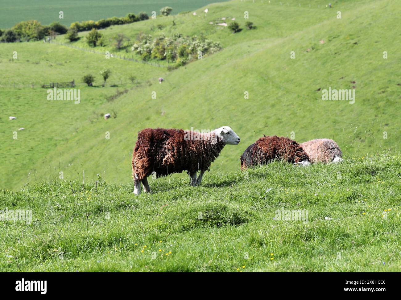 Whited faced hi-res stock photography and images - Alamy