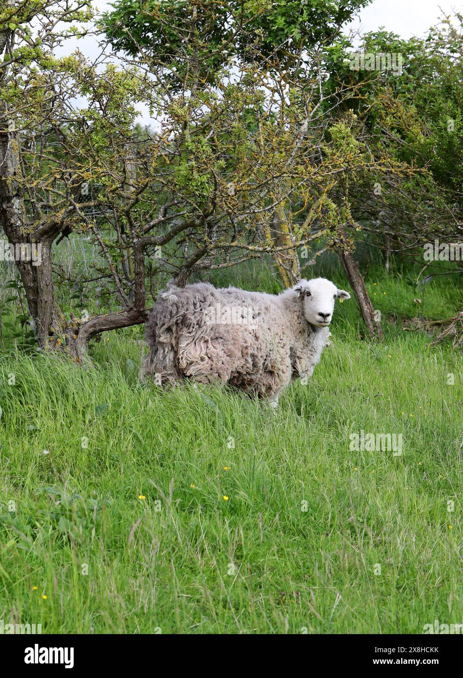Herdwick Sheep, Ewes, Ovis aries, Caprini, Caprinae, Bovidae. Knocking ...
