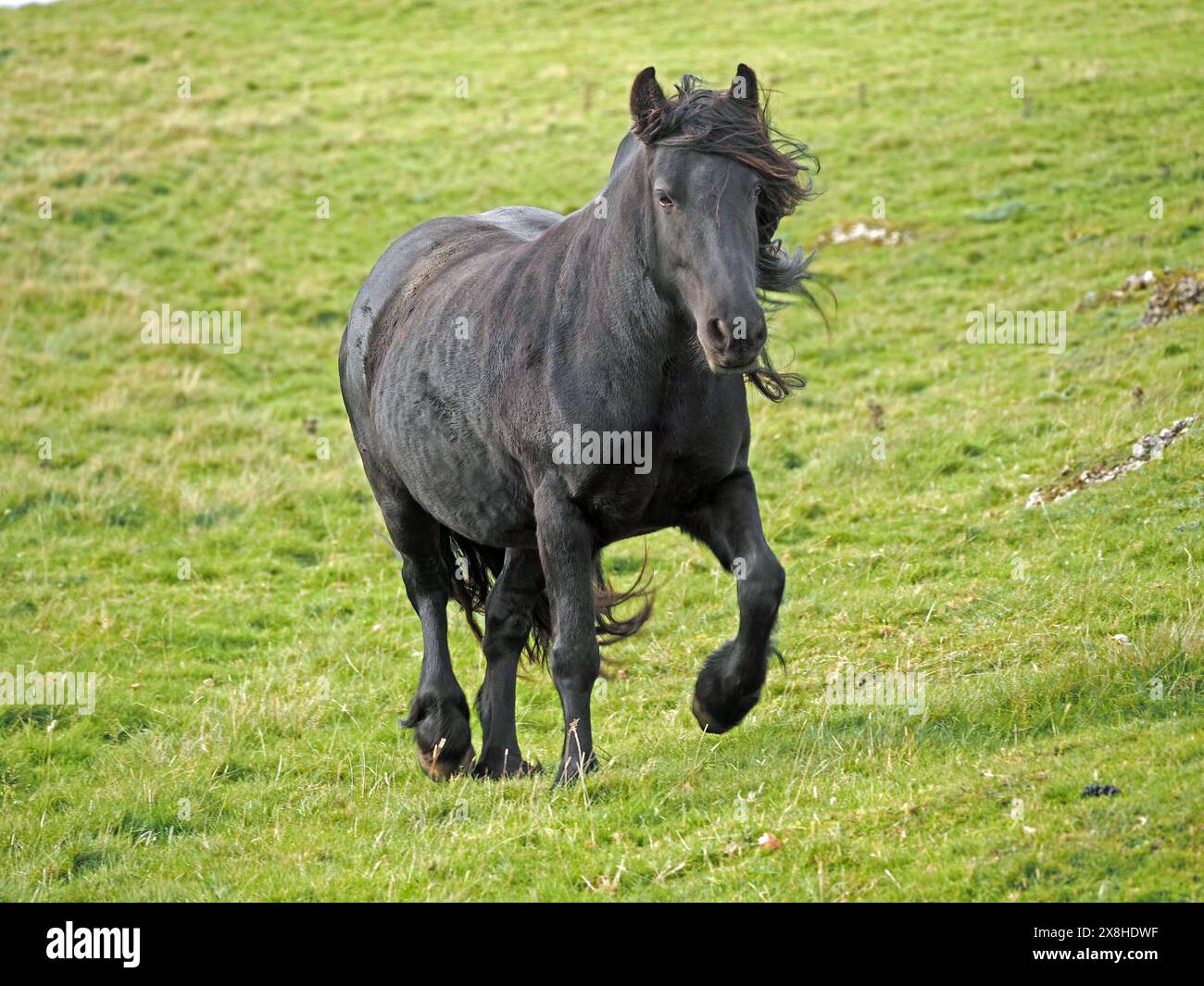 Glossy black Fell Pony with mane and tail blowing as it runs on the fells of upland Cumbria, England, UK Stock Photo