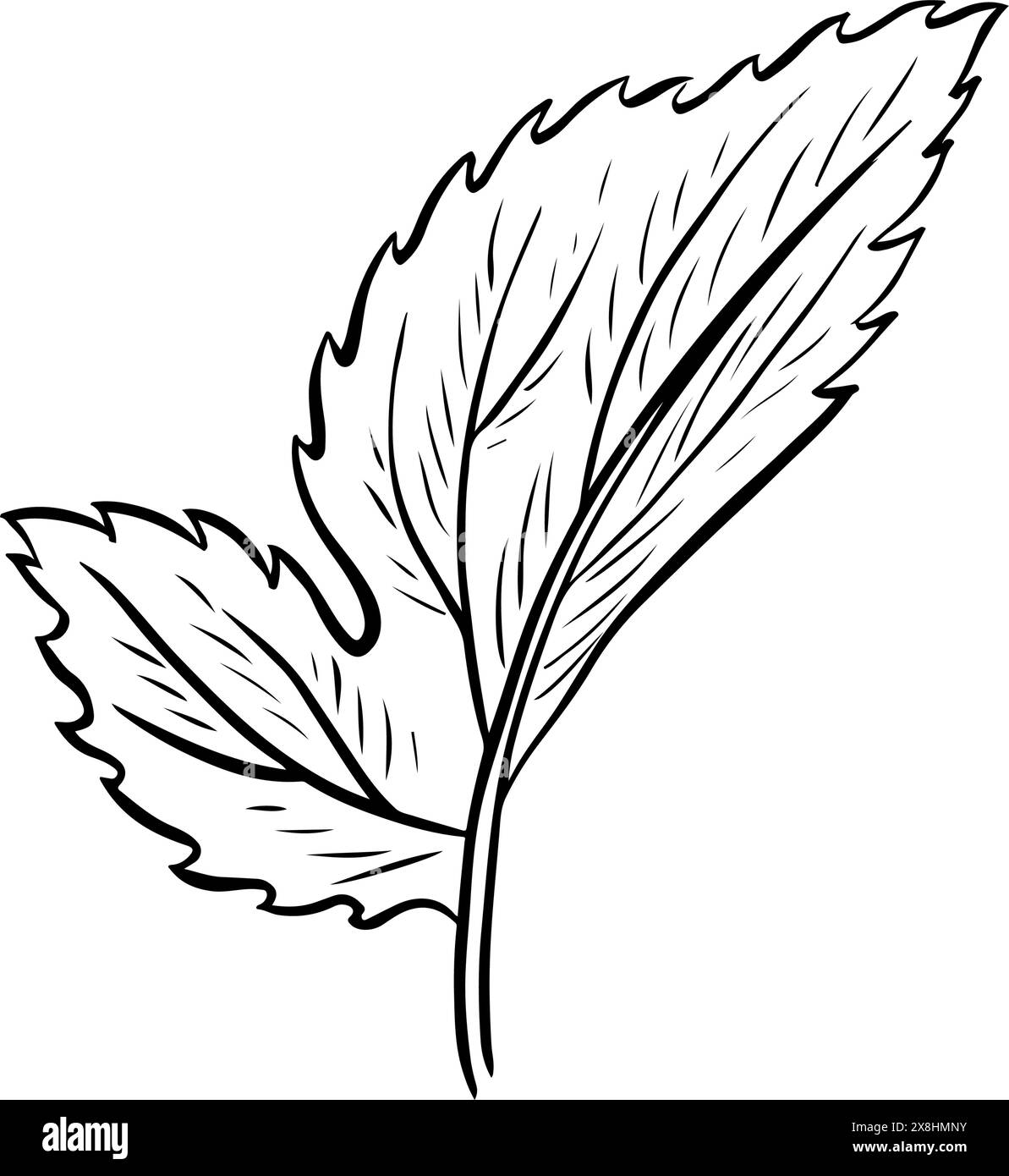 A leaf of a hop plant. Vector black and white hand-drawn illustration on a white background. Design elements for pub and restaurant menus, labels and Stock Vector