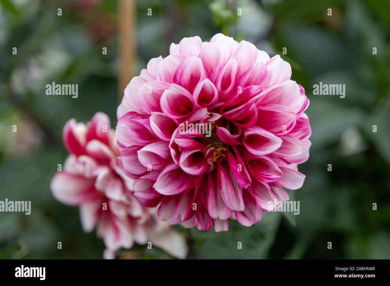 Vibrant pink and white dahlia - close-up - amidst green foliage. Taken in Toronto, Canada. Stock Photo