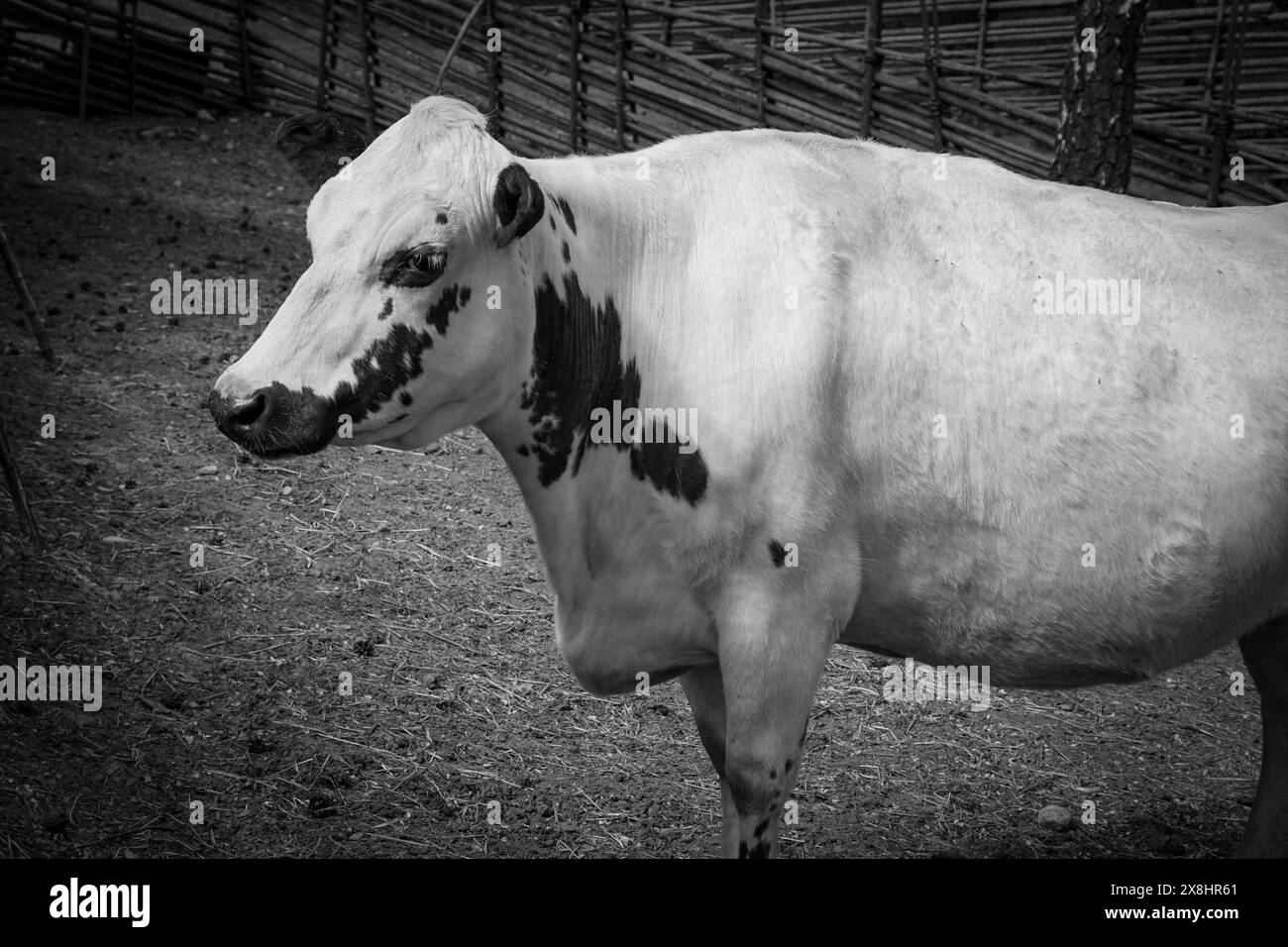 Close-up of a cow standing in black and white Stock Photo - Alamy