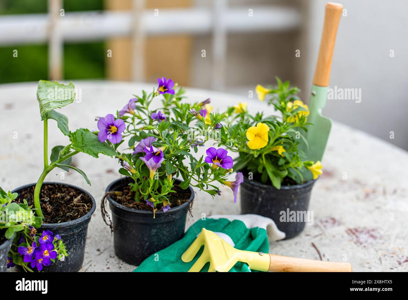 Several potted plants are arranged neatly on top of a sturdy table ...