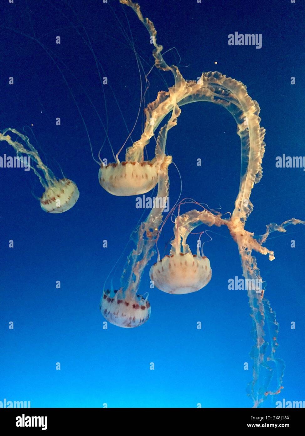 Pacific sea nettle jellyfish swirl through a tank. Stock Photo