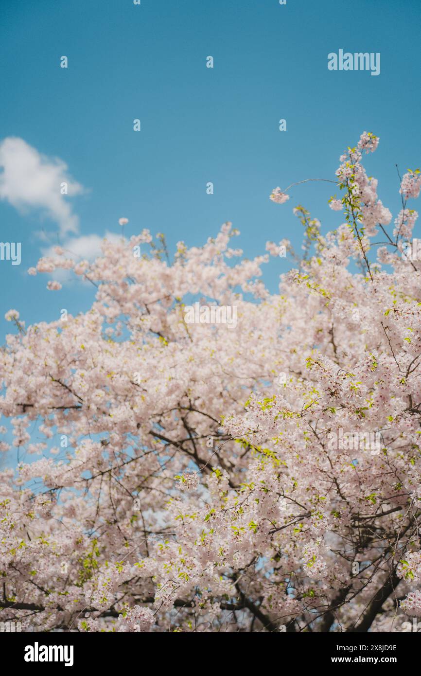 Cherry blossom tree sky hi-res stock photography and images - Alamy