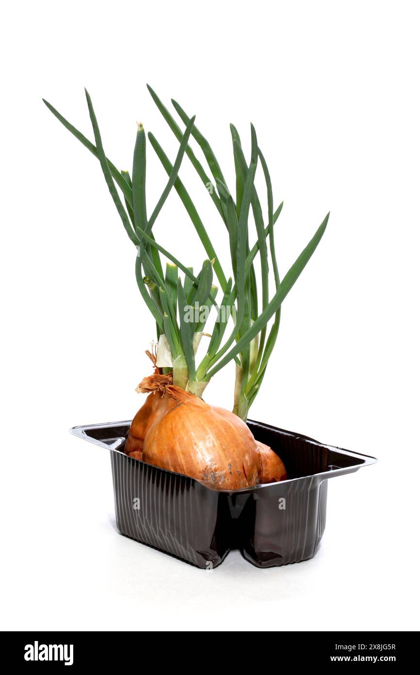 Green sprouted onion in a container on a white background Stock Photo