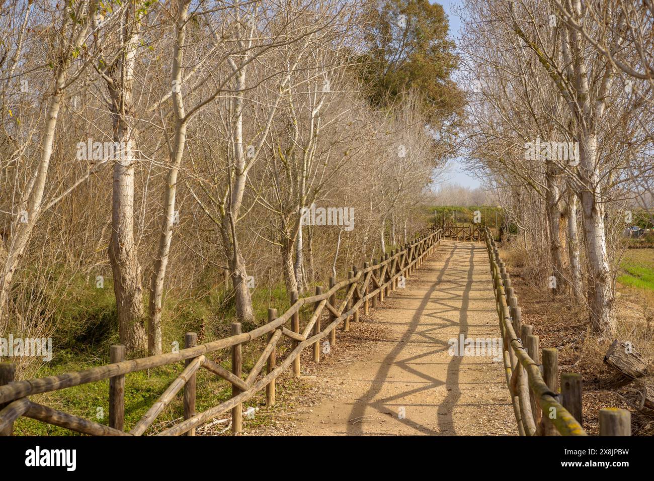 Camino del bosque de invierno hi-res stock photography and images - Alamy