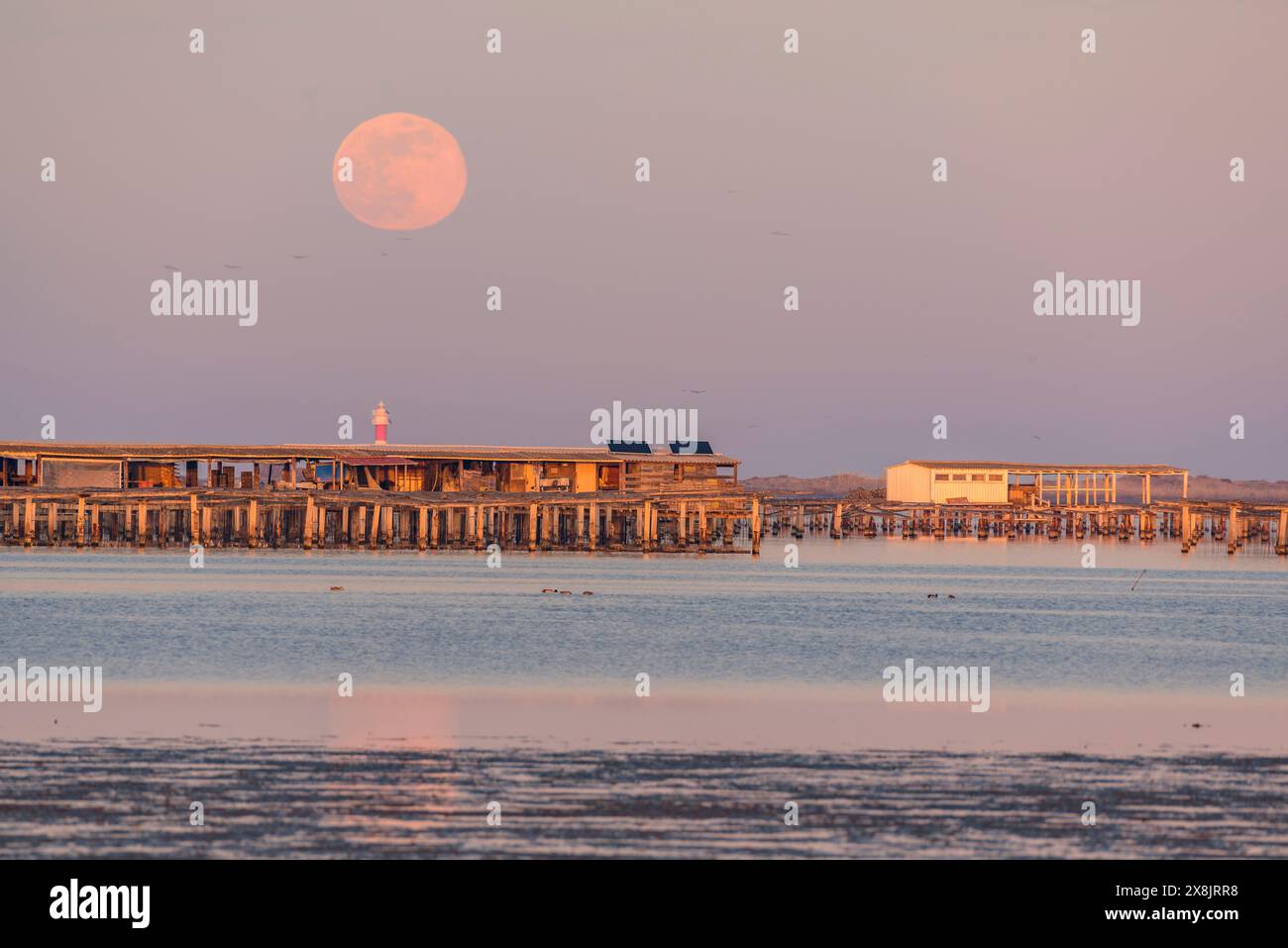 Sunset and moonrise in Fangar Bay and its lighthouse, in the Ebro Delta (Tarragona, Catalonia, Spain) ESP: Atardecer y salida de Luna, bahía Alfaques Stock Photo