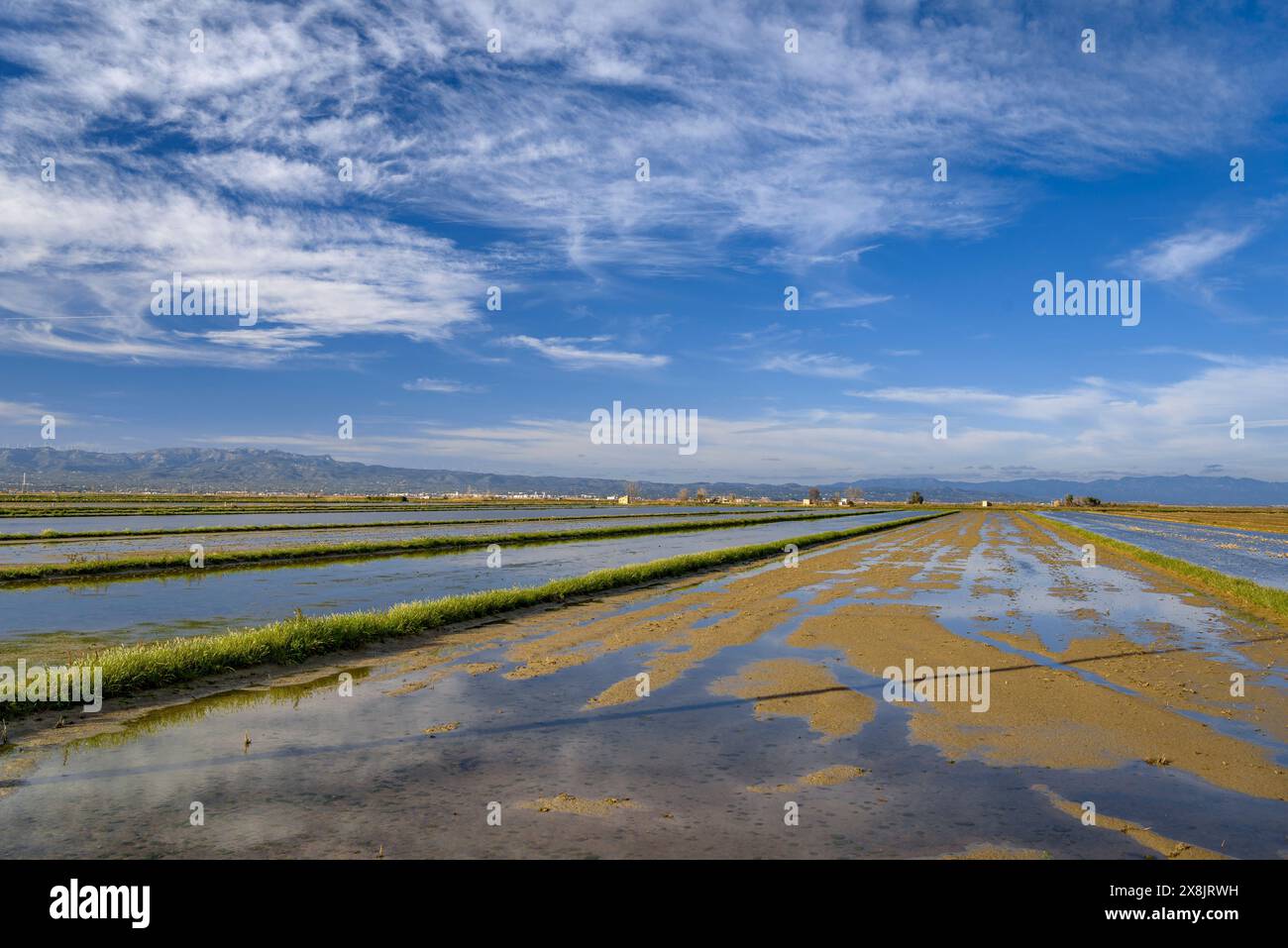Rice fields flooded with water in winter in the Ebro Delta (Tarragona, Catalonia, Spain) ESP Arrozales inundados de agua en invierno al Delta del Ebro Stock Photo