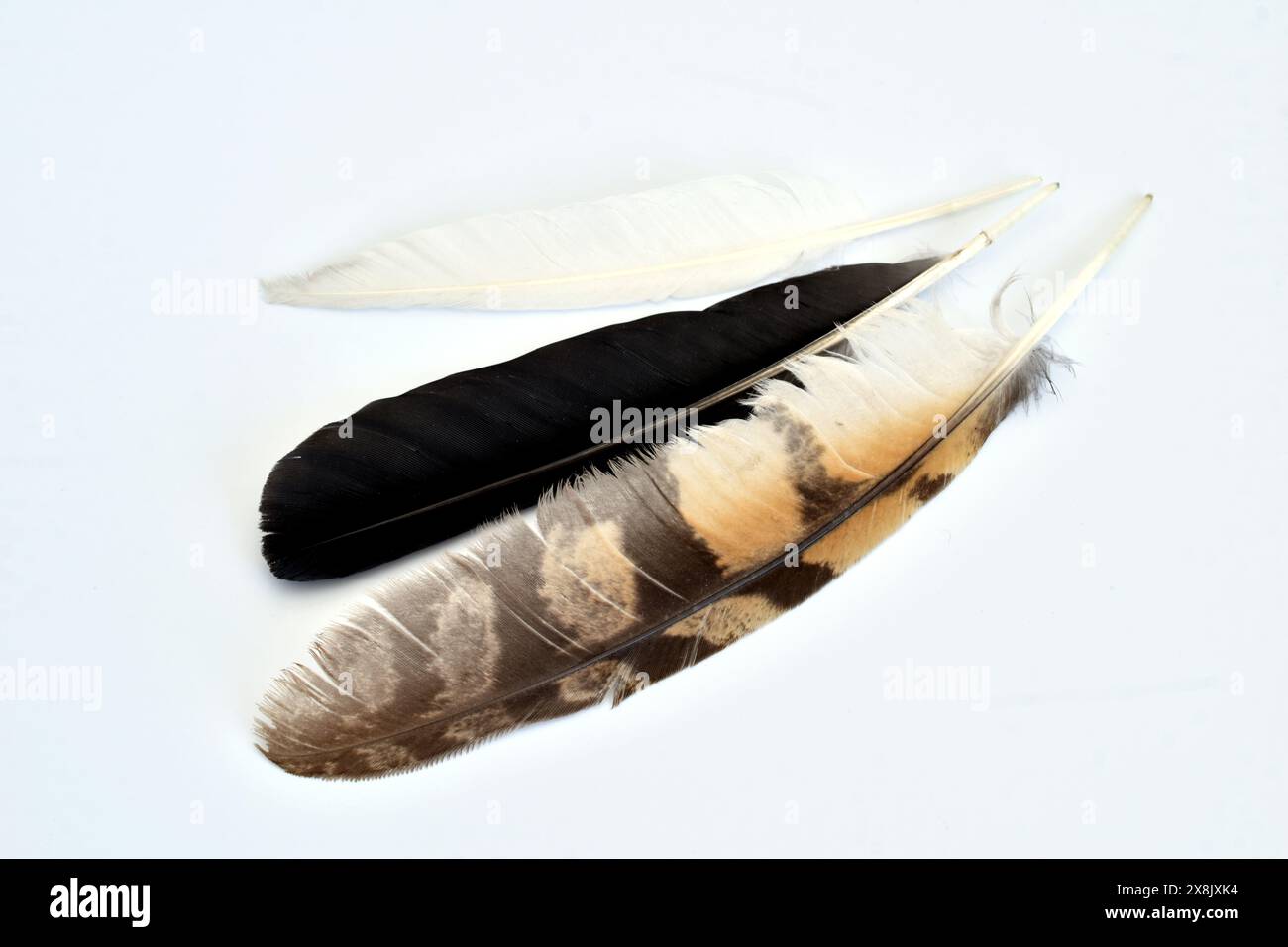 A black feather that fell from a ravens wing, a motley falcon feather ...