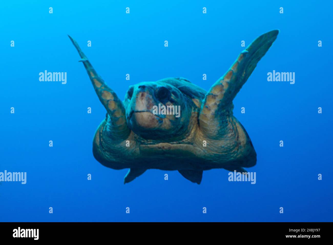 A loggerhead turtle who judging by his size and barnacles on his shell is old. The turtle is cruising the reef during mating season seeking partner Stock Photo