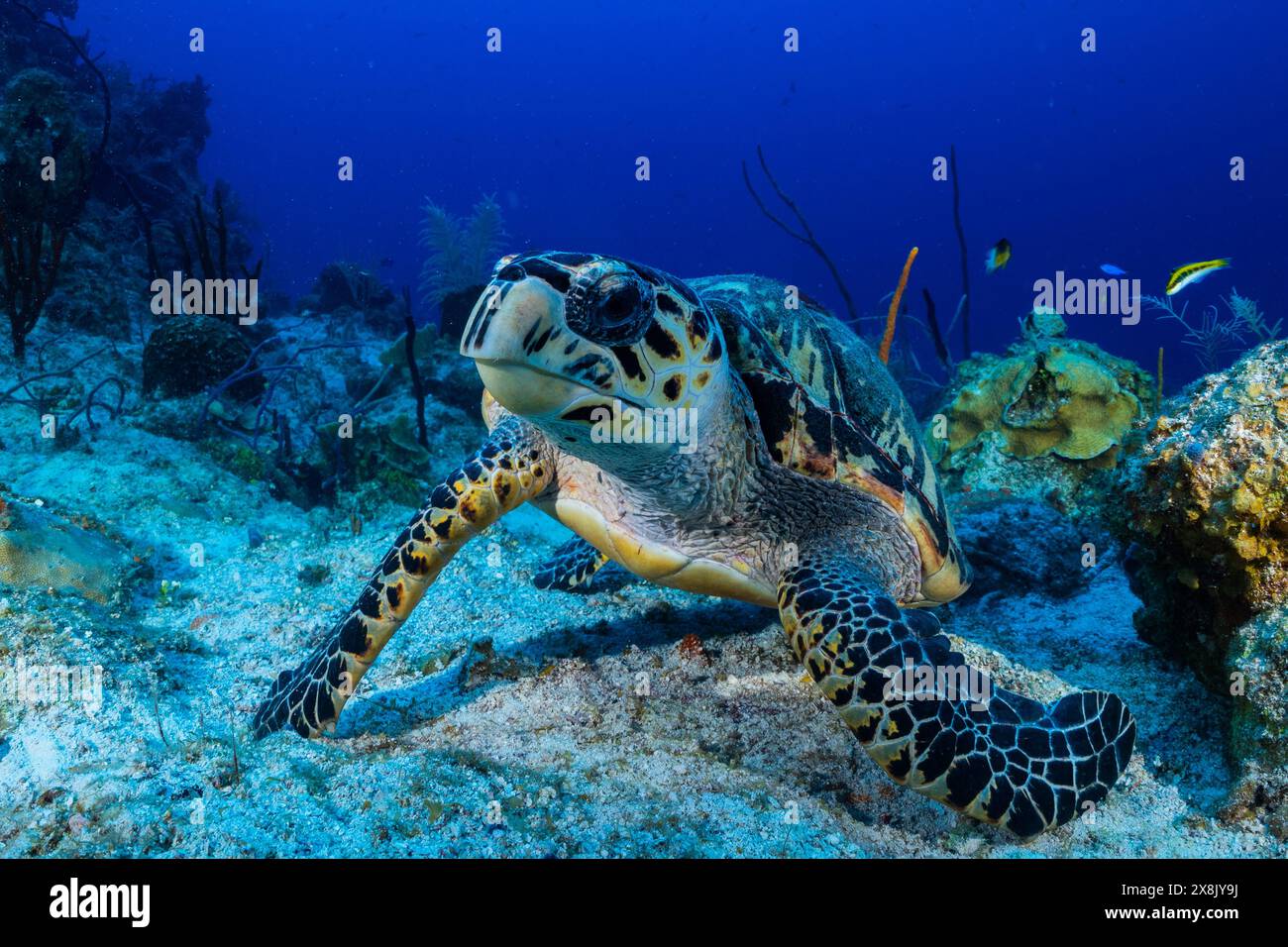 A hawksbill turtle is at home on the tropical reef in the Cayman ...