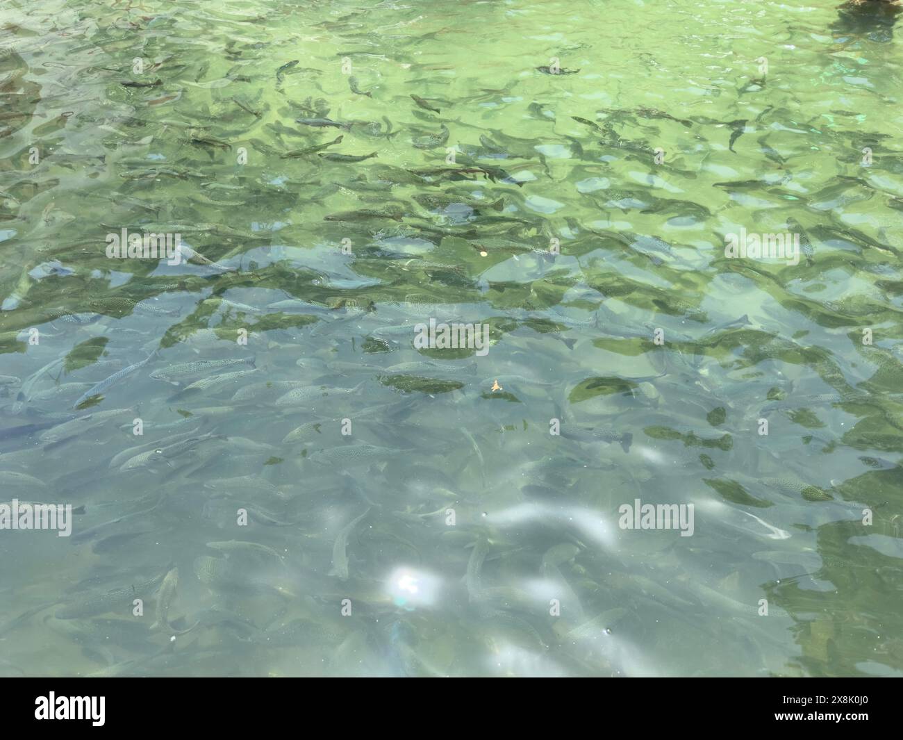 A group of freshwater trout fish circling in the pond Stock Photo
