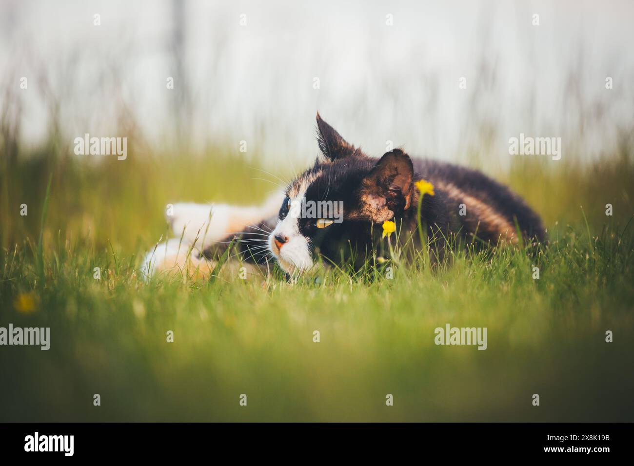 Tortoiseshell farm cat Stock Photo