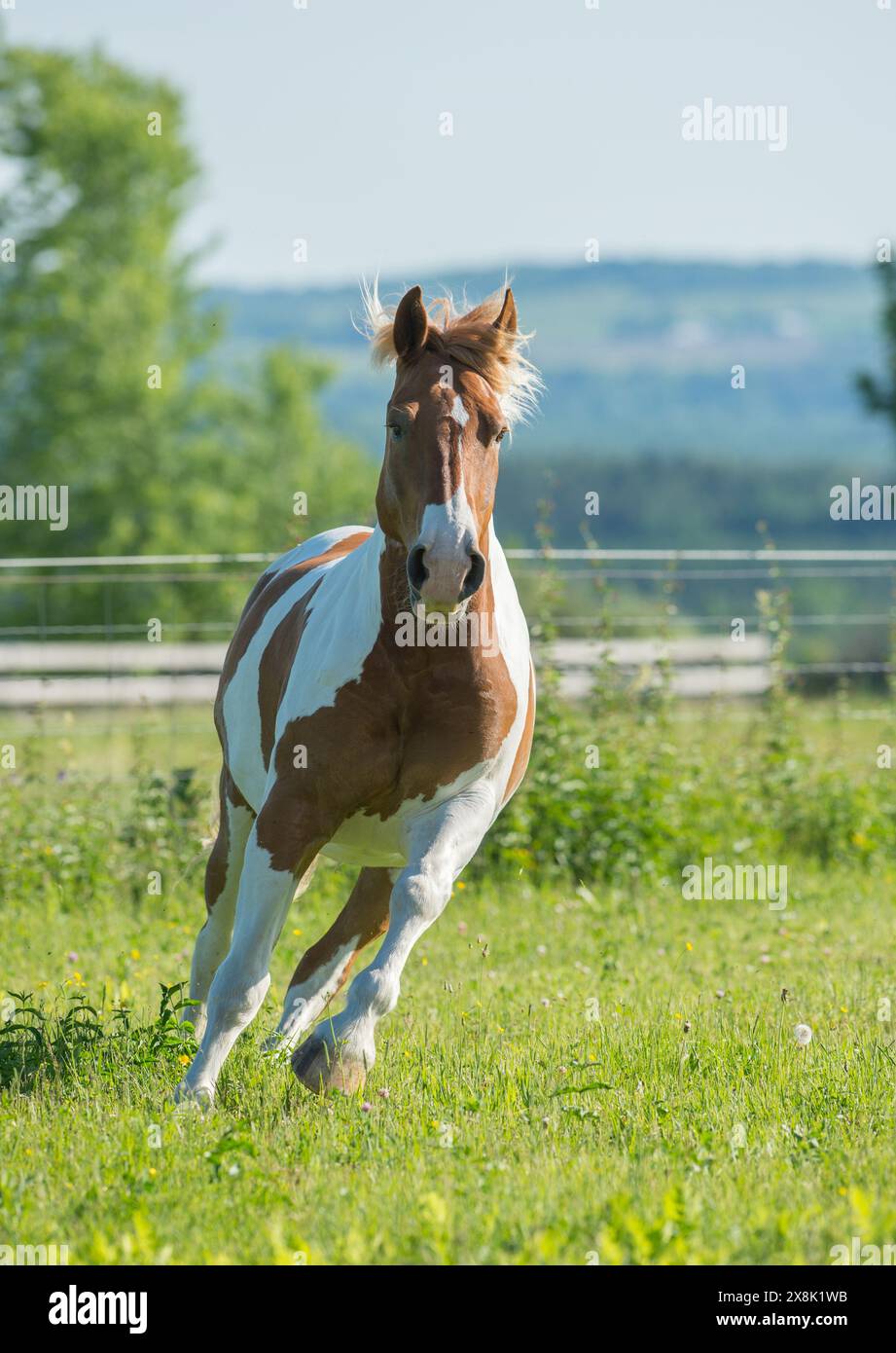 Belgian Paint cross horse draft cross horse free running in field brown