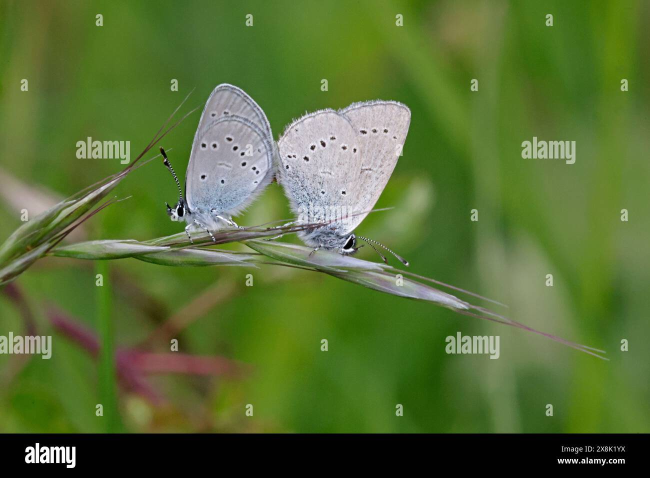 Small Blue Butterflies mating in the Cotswolds Gloucestershire UK Stock