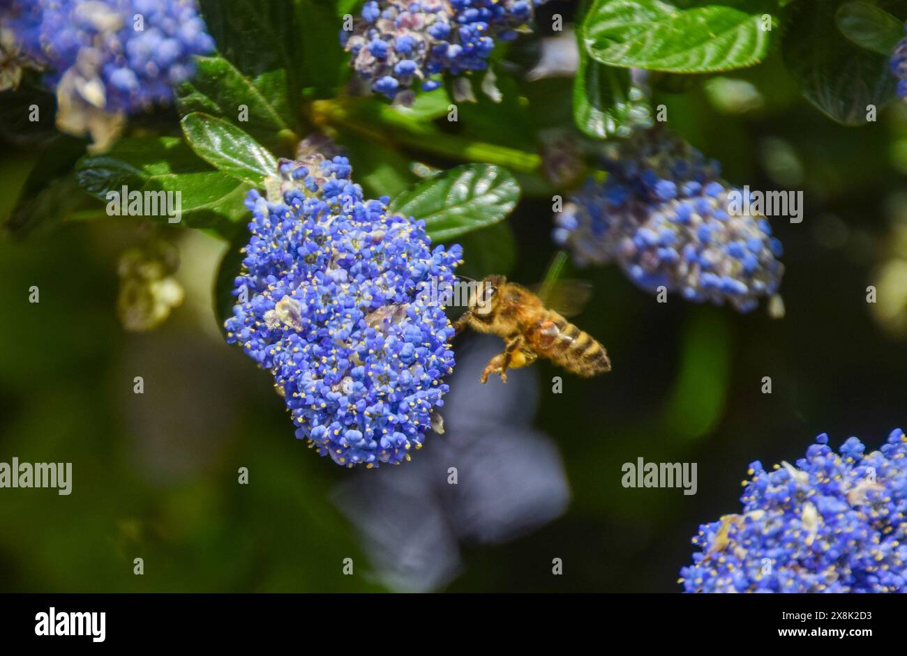 London, UK. 17th May 2024. A bee pollinates California lilac (ceanothus) flowers on a warm, sunny day. Credit: Vuk Valcic/Alamy Stock Photo