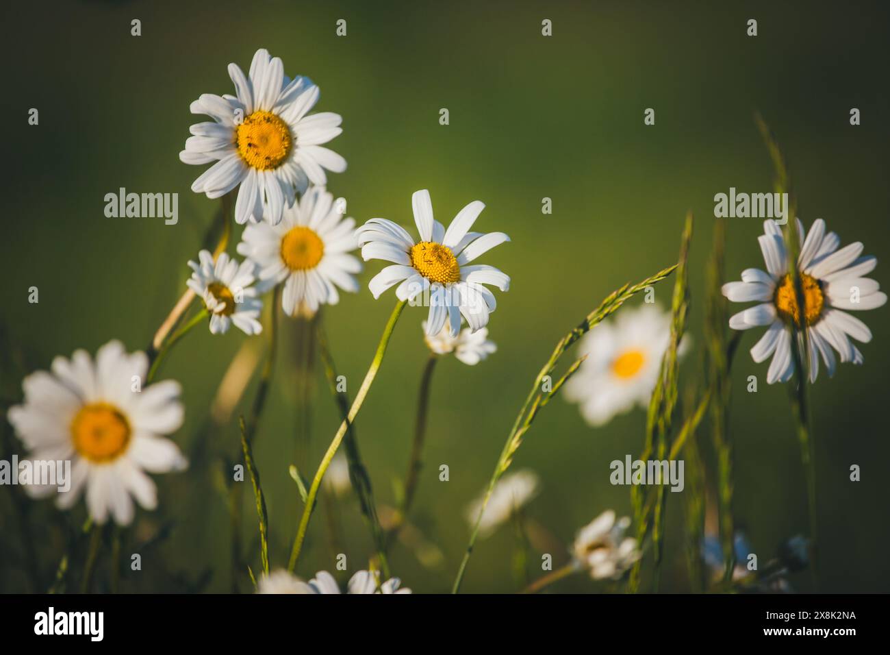 Chamomile (Matricaria) Stock Photo