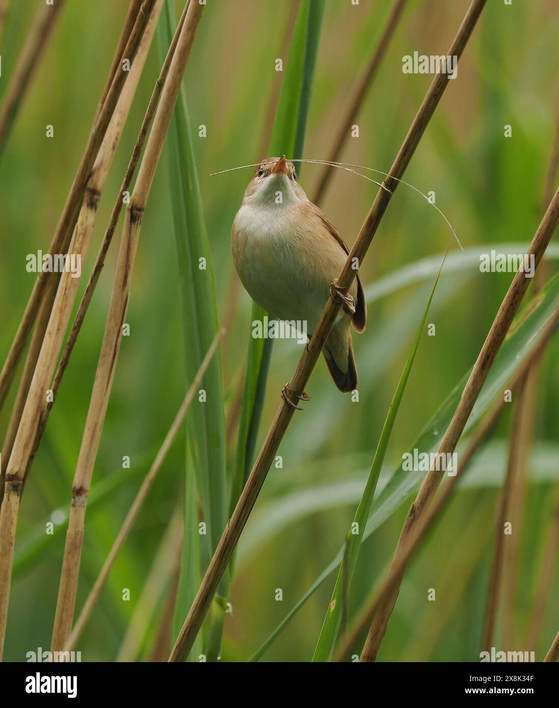 The local reed warblers are still collecting nest material, but some are possibly already on eggs. Stock Photo