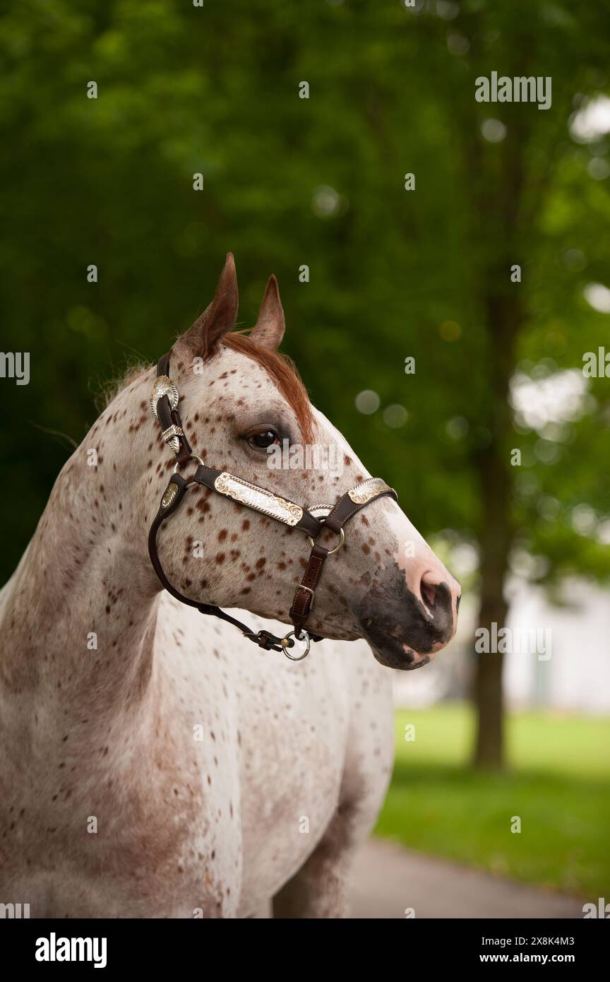 appaloosa horse portrait headshot of appaloosa horse with spots and shiny western show halter vertical equine image with greenery in background spring Stock Photo