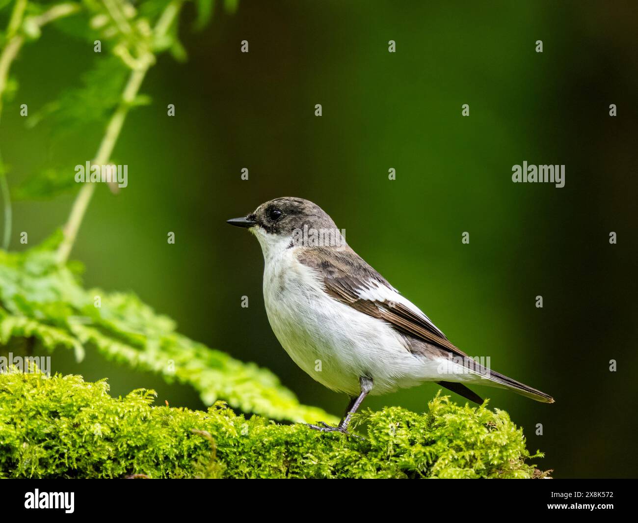 Male pied flycatcher in mid Wales in spring Stock Photo