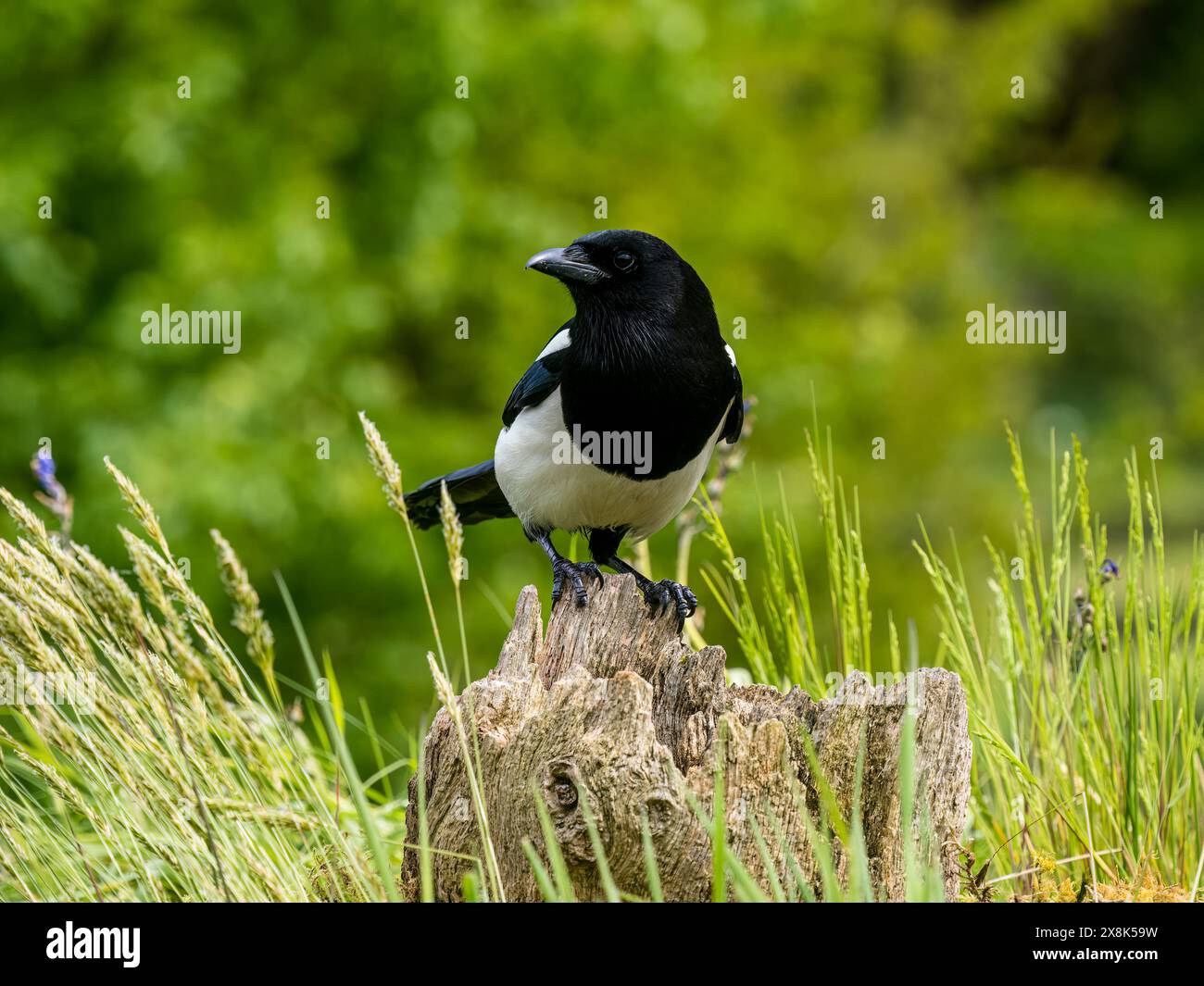 Spring Background Magpie Magpie in spring hi-res stock photography and images - Alamy