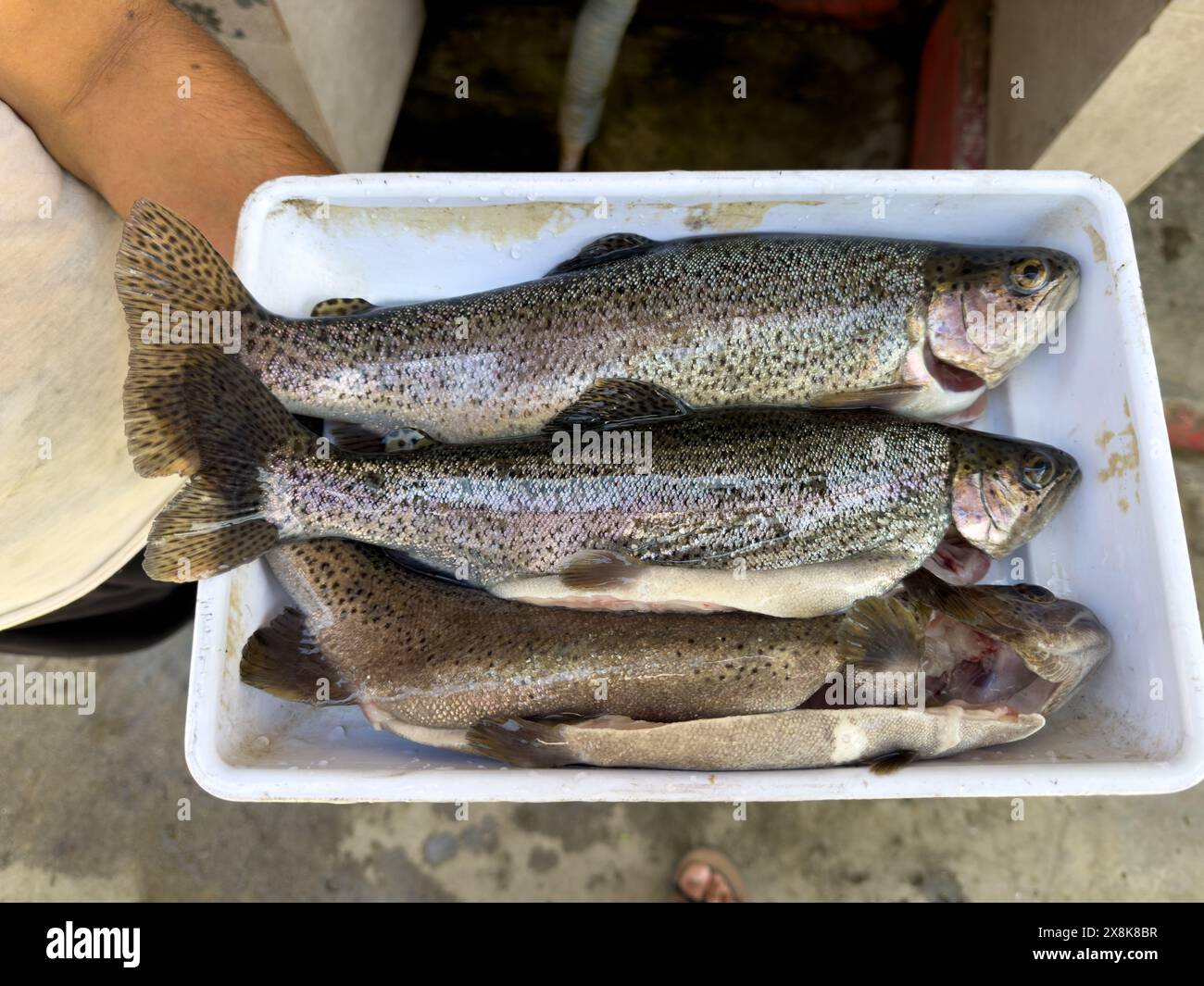 Cleaned and sliced fish hi-res stock photography and images - Alamy