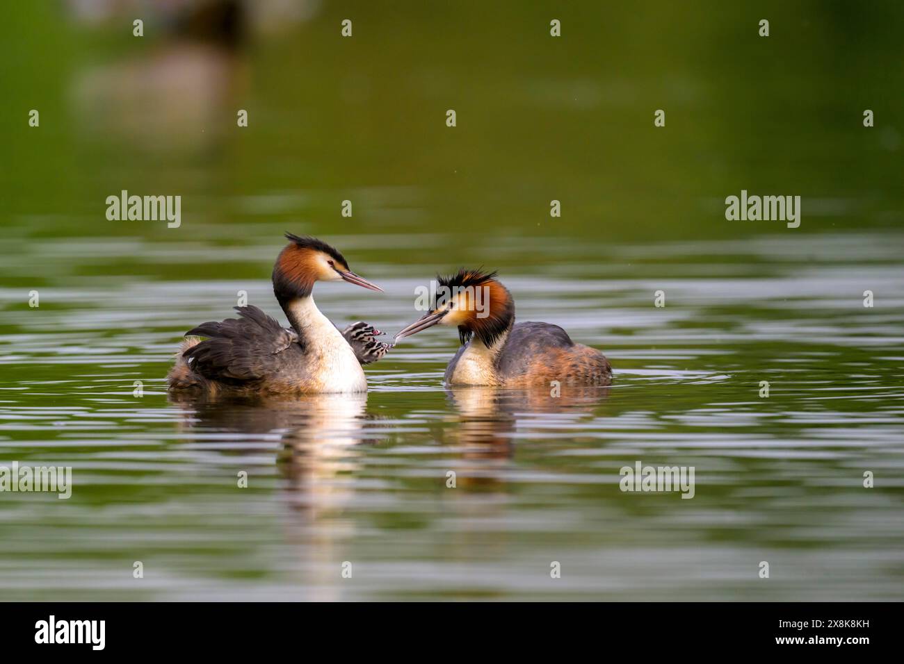 Two great crested grebe (Podiceps cristatus) swimming side by side in a calm lake, Kassel, Hesse, Germany Stock Photo