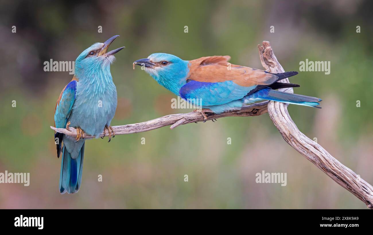 Eurasian Roller (Coracias garrulus) Almond Crow, male, female, pair