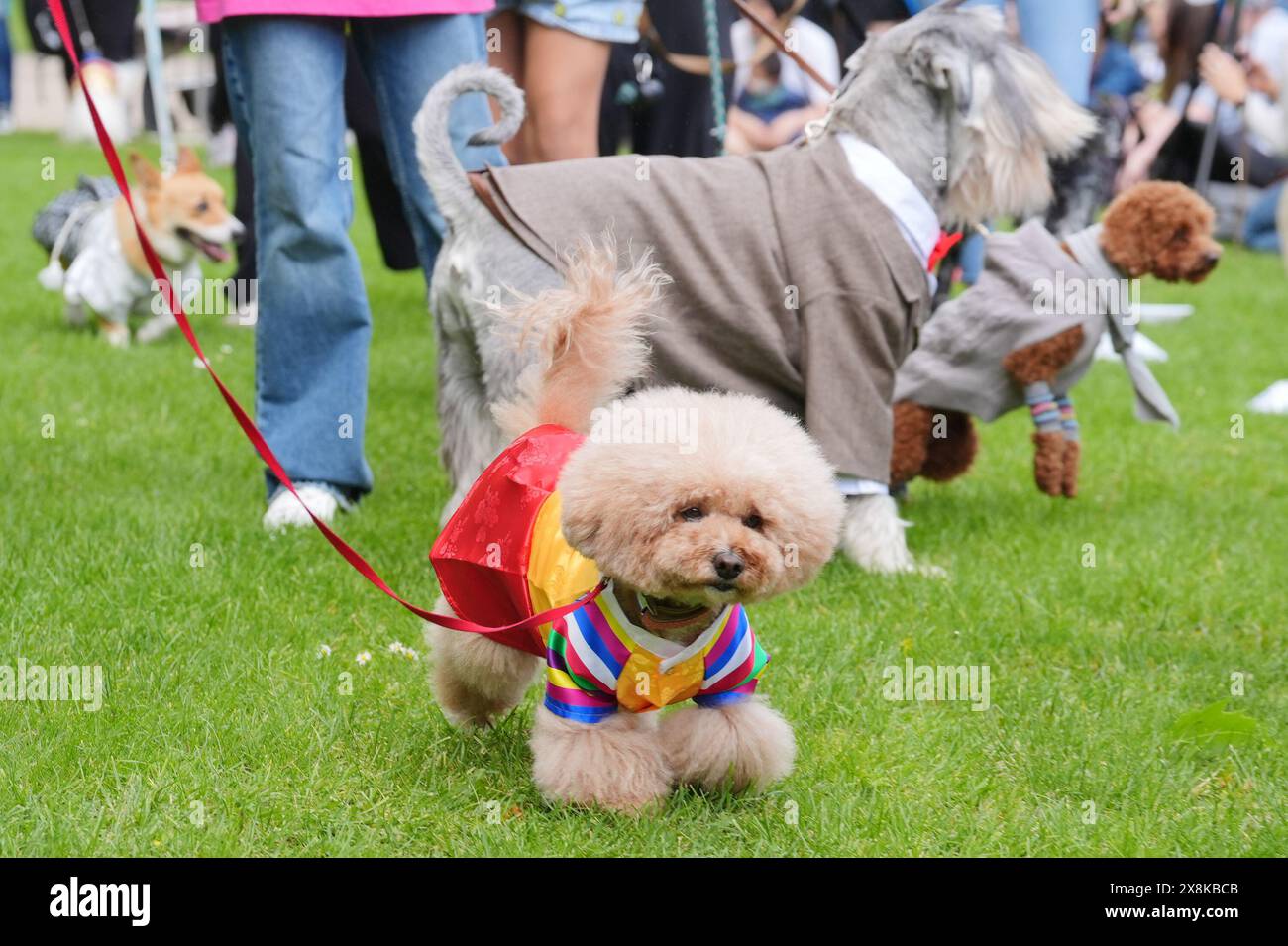 Curated visual reference: Visual Reference: Greenwich Dog Show Hi Res Stock Photography And Images
