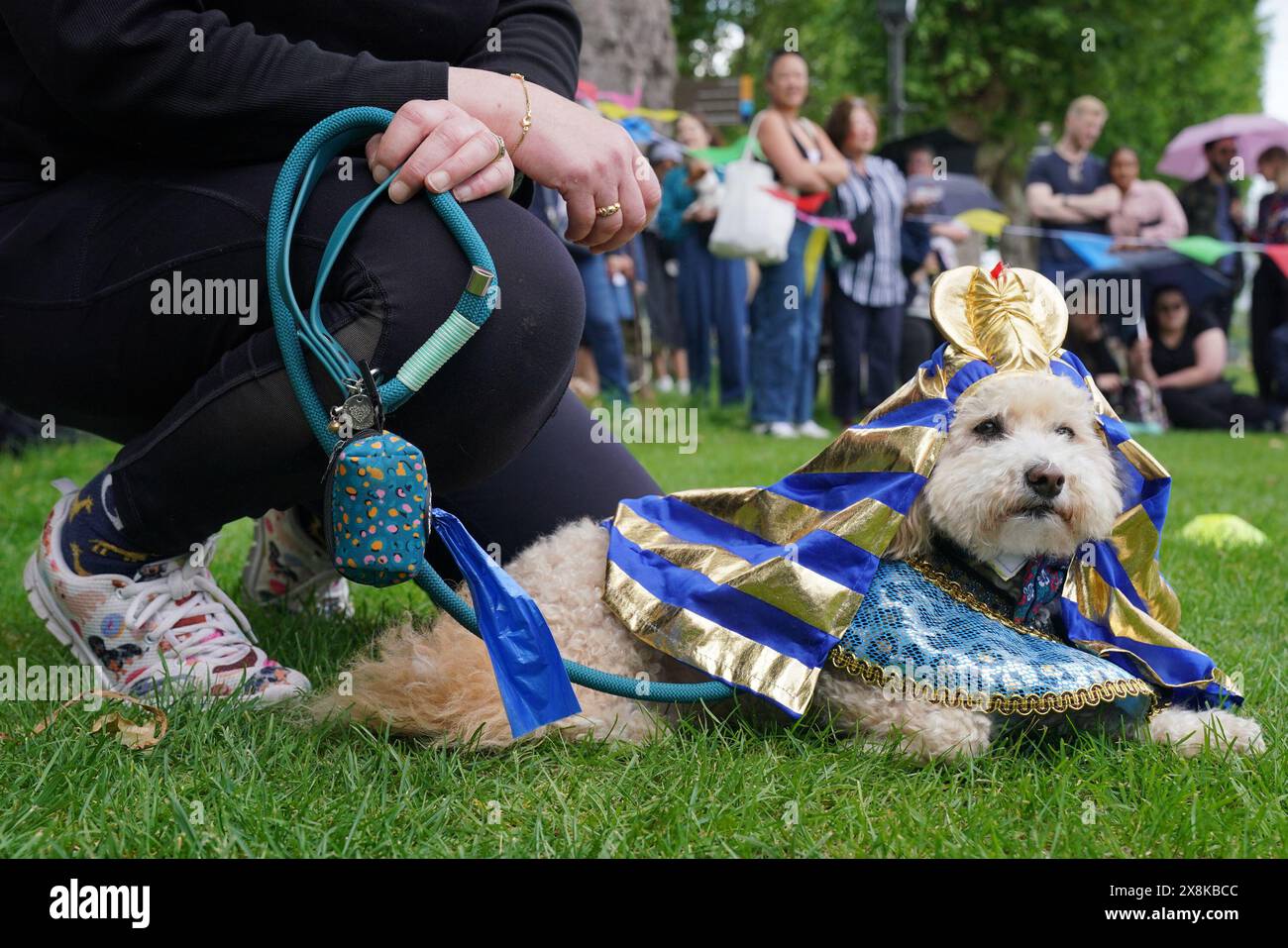 Curated visual reference: Visual Reference: Buddy A Bichon Cross Waits To Be Judged During The