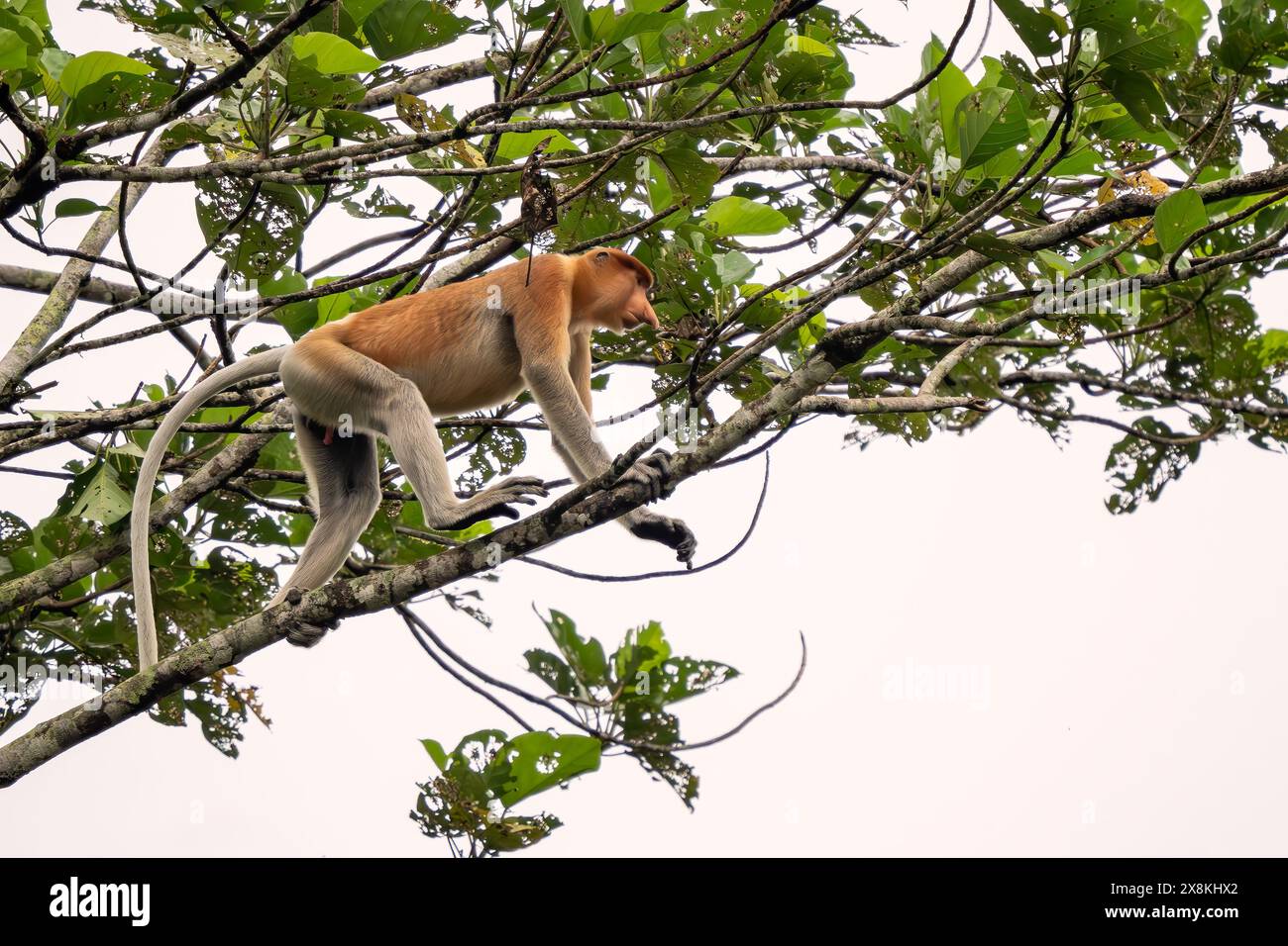 Proboscis Monkey - Nasalis larvatus, beautiful unique primate with ...