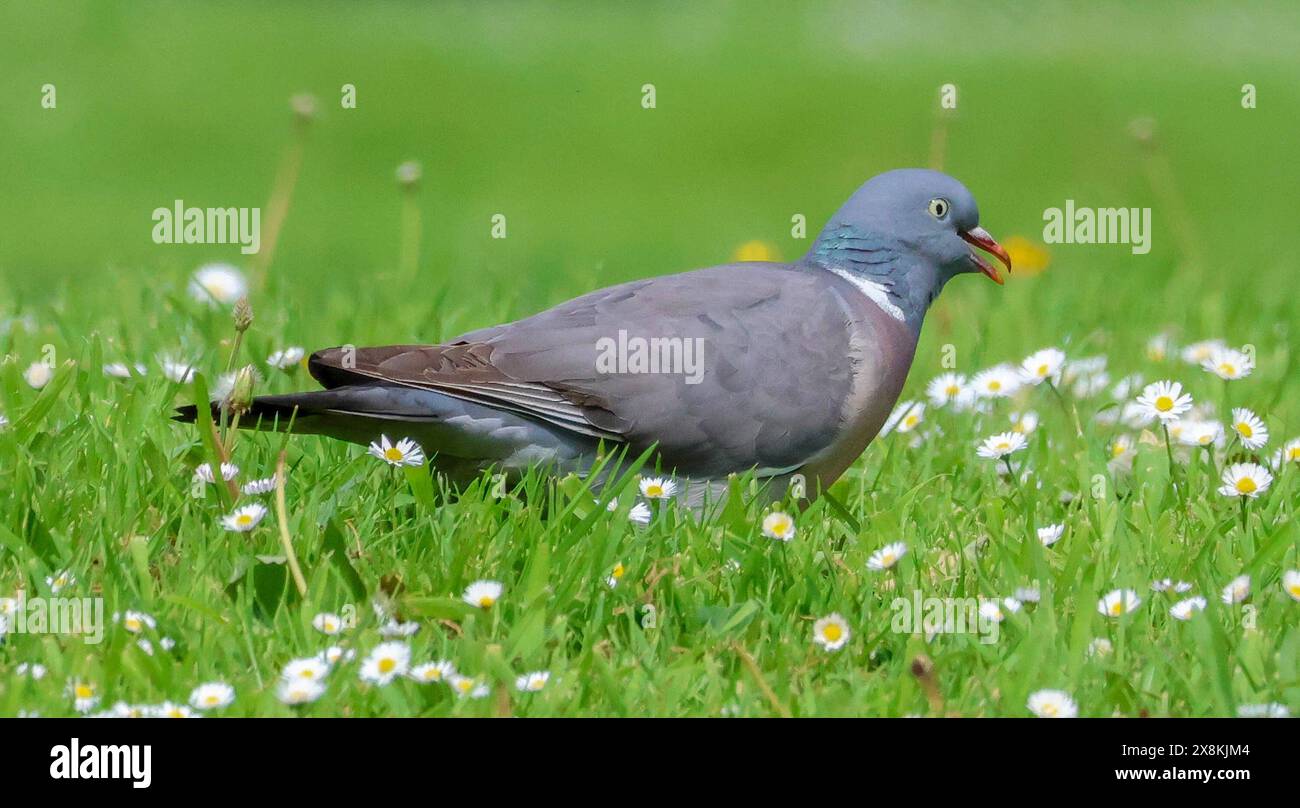 Moira 2024 hires stock photography and images Alamy