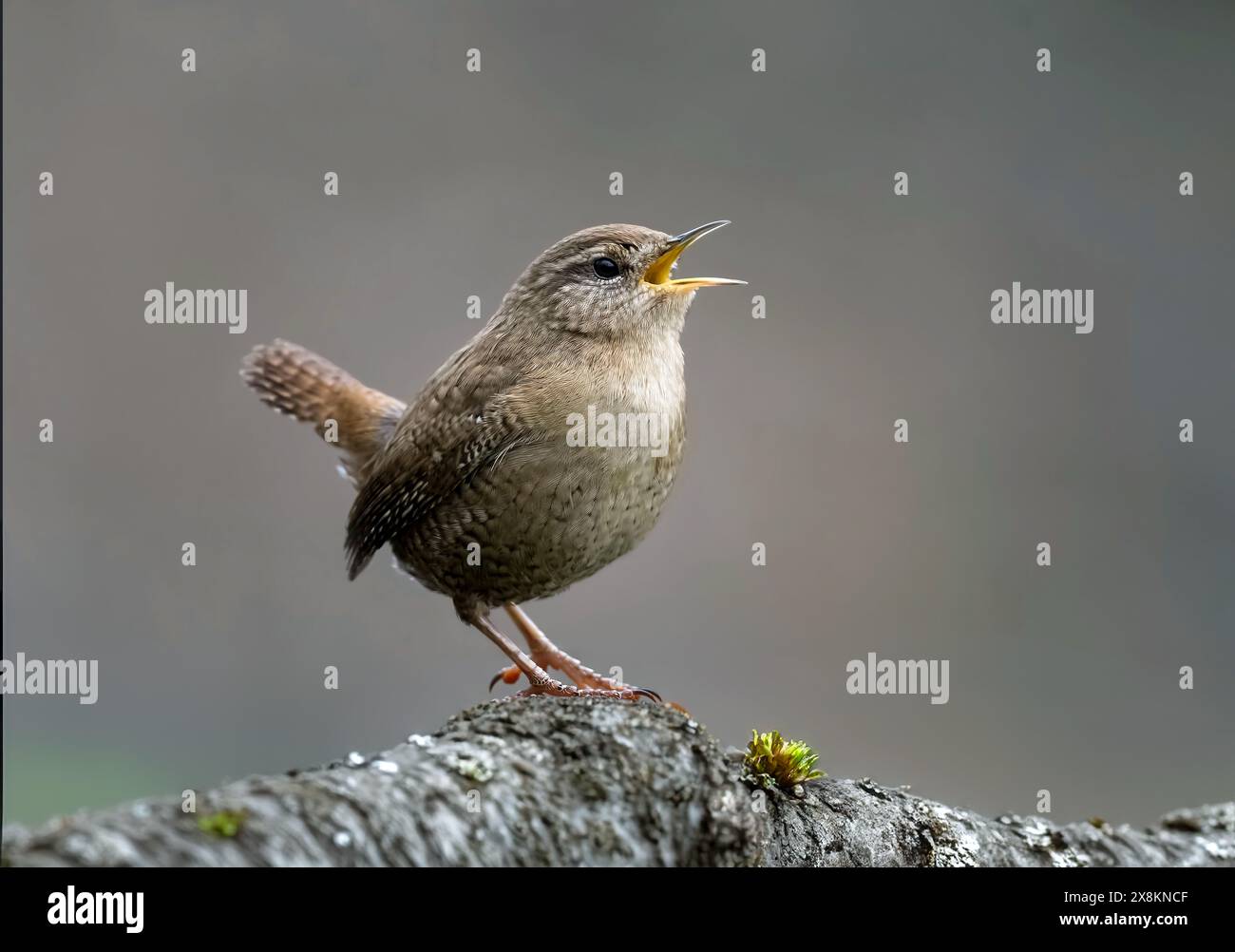 Jenny Wren Stock Photo