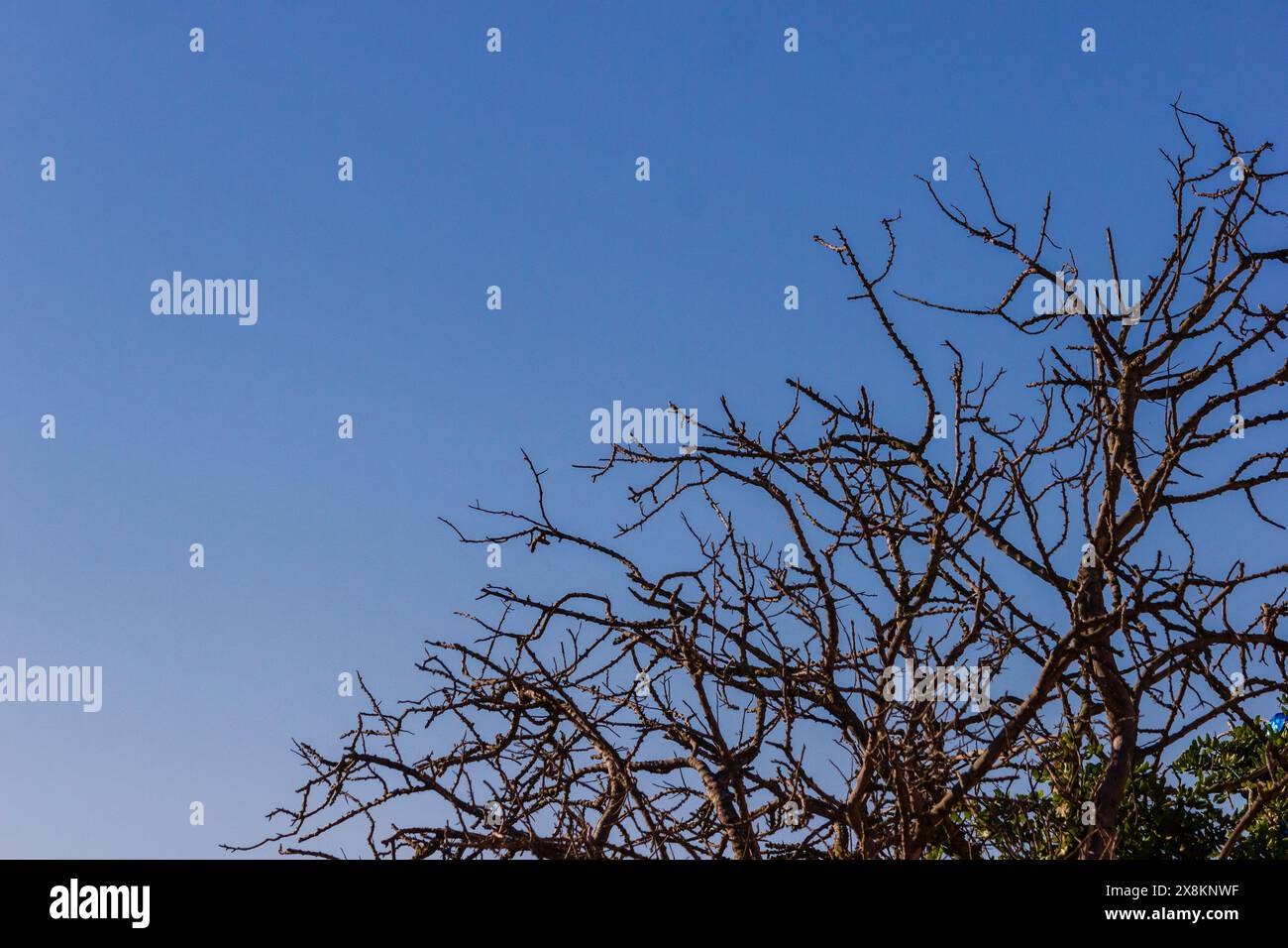Blue Sky and Leafy Tree Against Clear Background Stock Photo - Alamy