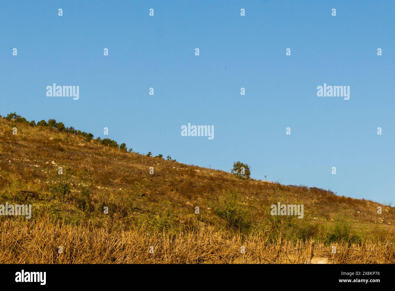 Serene meadow with grass, trees, clear sky, and tranquil environment. Stock Photo