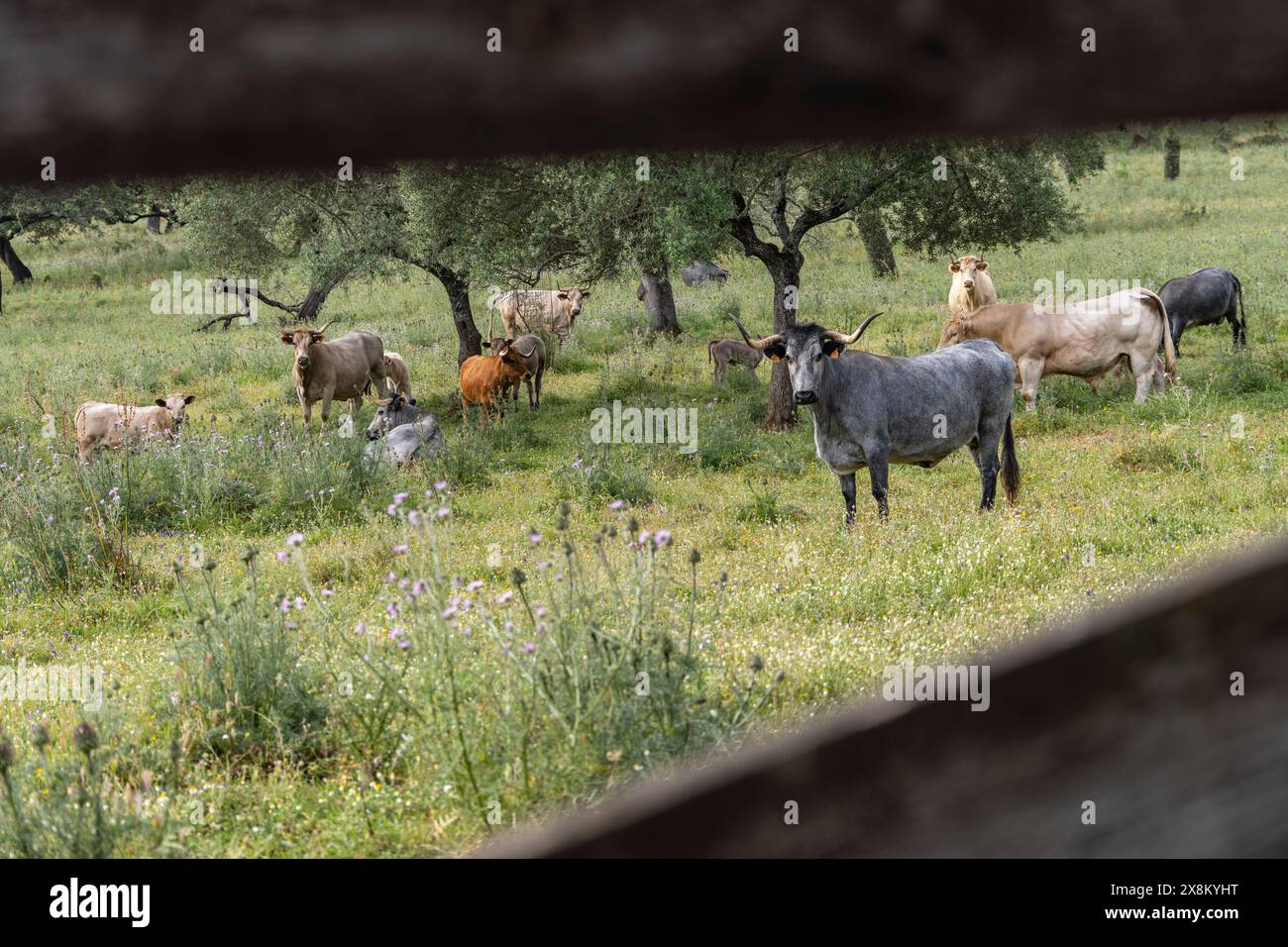 grazing cows on typical pasture, Andalusian Cárdena Bovine Breed, near Valverde del Camino, Campiña Andévalo Commonwealth,, Huelva, Andalusia, Spain Stock Photo