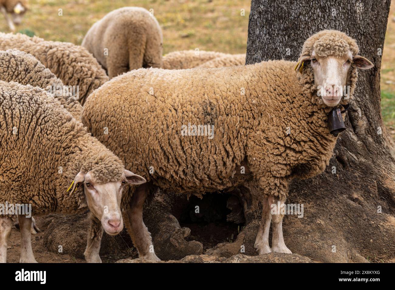 flock of sheep Merina from Grazalema in typical pasture, near Valverde del Camino, Campiña Andévalo Commonwealth,, Huelva, Andalusia, Spain Stock Photo