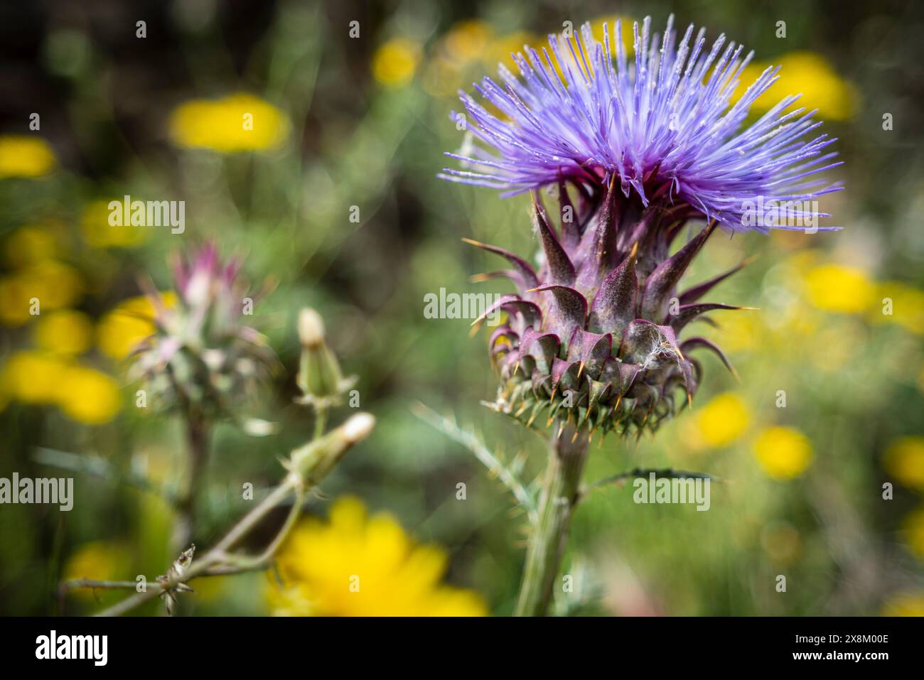 Flowering thistle, family Asteraceae, typical pasture, near Valverde del Camino, Campiña Andévalo Commonwealth,, Huelva, Andalusia, Spain Stock Photo
