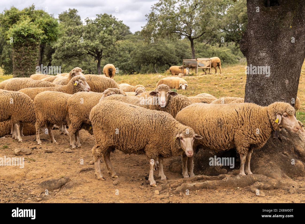 flock of sheep Merina from Grazalema in typical pasture, near Valverde del Camino, Campiña Andévalo Commonwealth,, Huelva, Andalusia, Spain Stock Photo