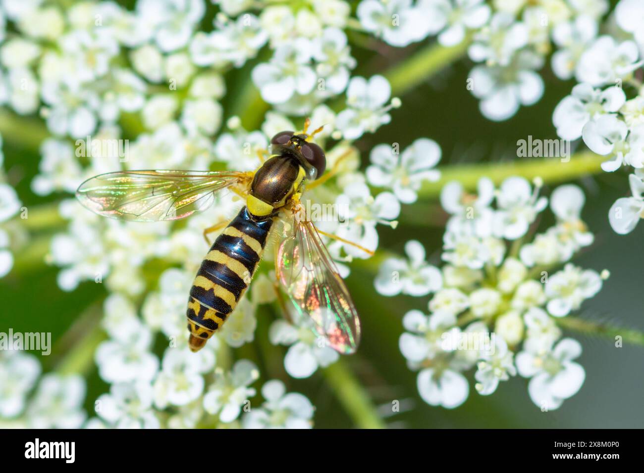 Common Globetail on a flower, Sphaerophoria Scripta Stock Photo
