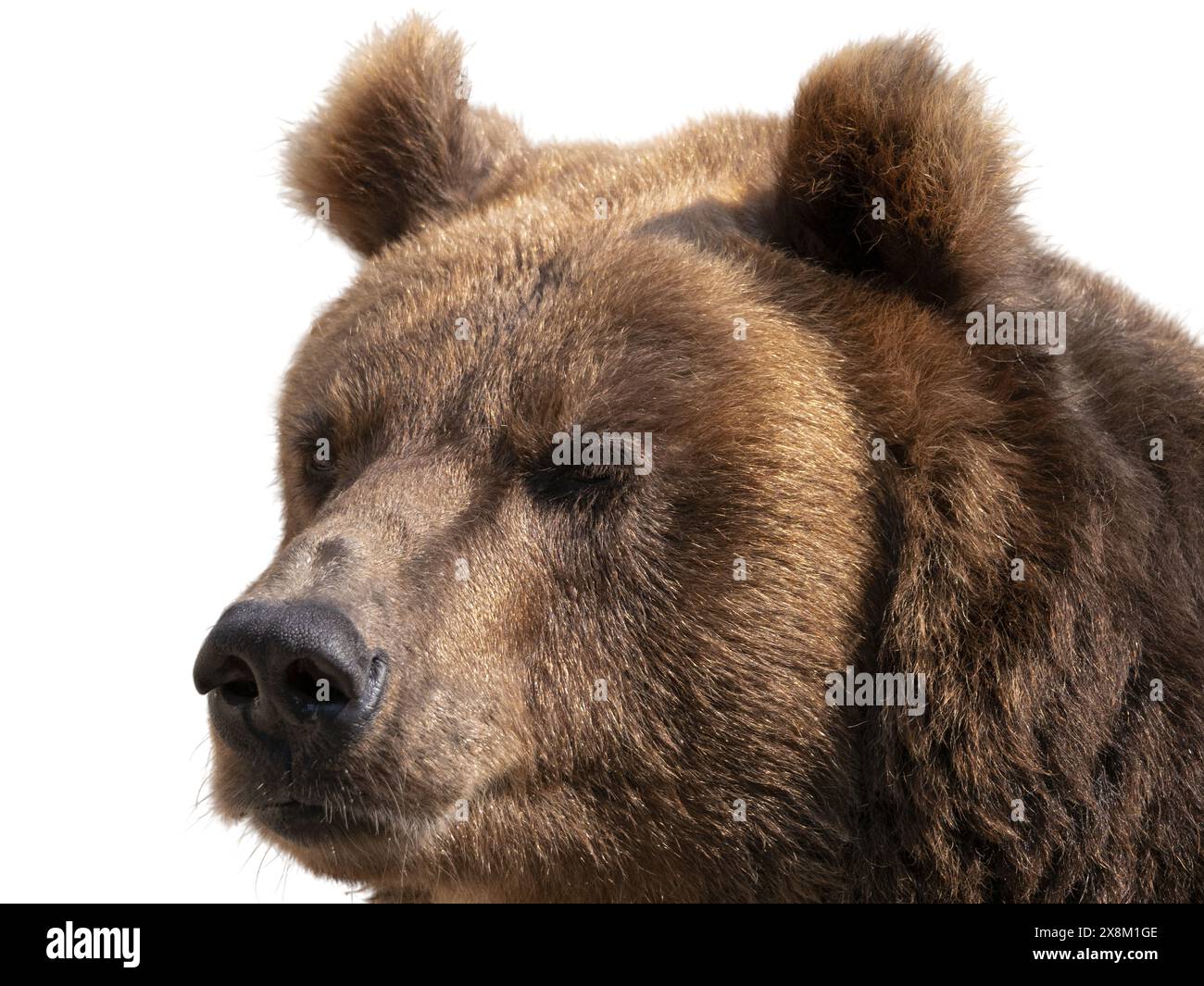 Big brown bear isolated on white background Stock Photo - Alamy