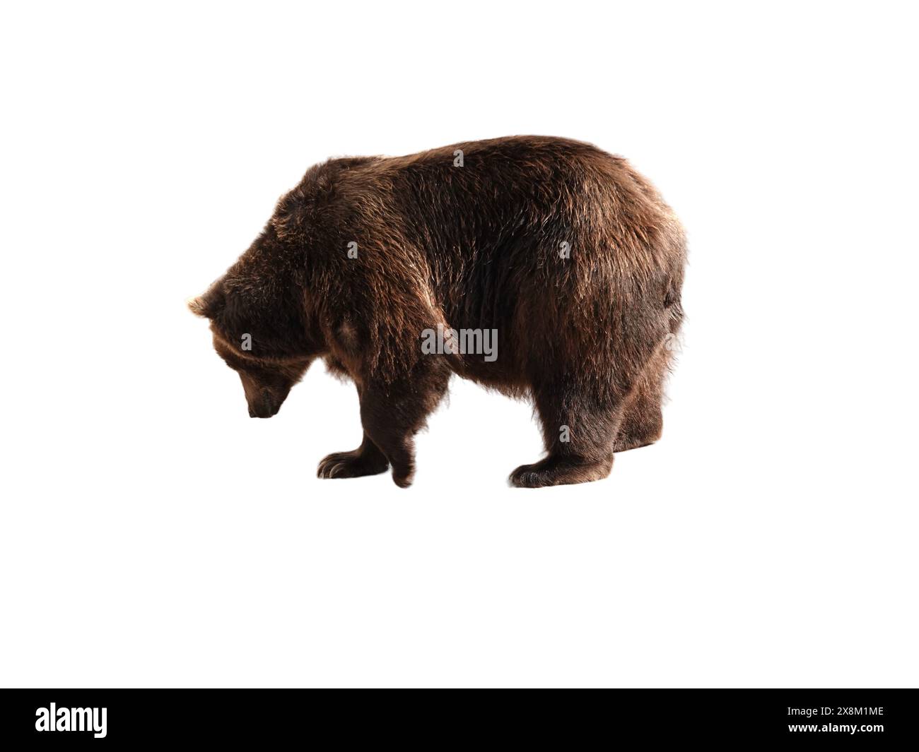 Big brown bear isolated on white background Stock Photo - Alamy